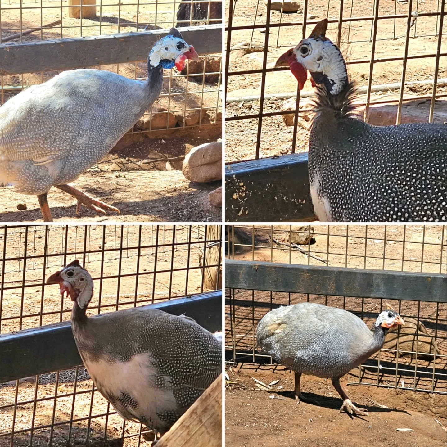 Meet the new Guineafowl gang!

Clockwise from top left:

Mork
Mearth
Orson
Mindy

💚💚💚💚

Simply a group of cuties who have found a new home in sanctuary after being passed on. These beloved birds come at a very important time, performing a very im