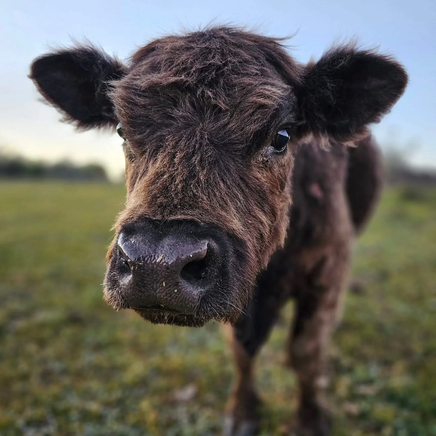 What it is to have choice.

Those who do not have choice crave it so. Those who have it never take it for granted. For choice controls life AND death. 

From an industry cows (or cattle as they call them) come. Most often born into prison with nowher