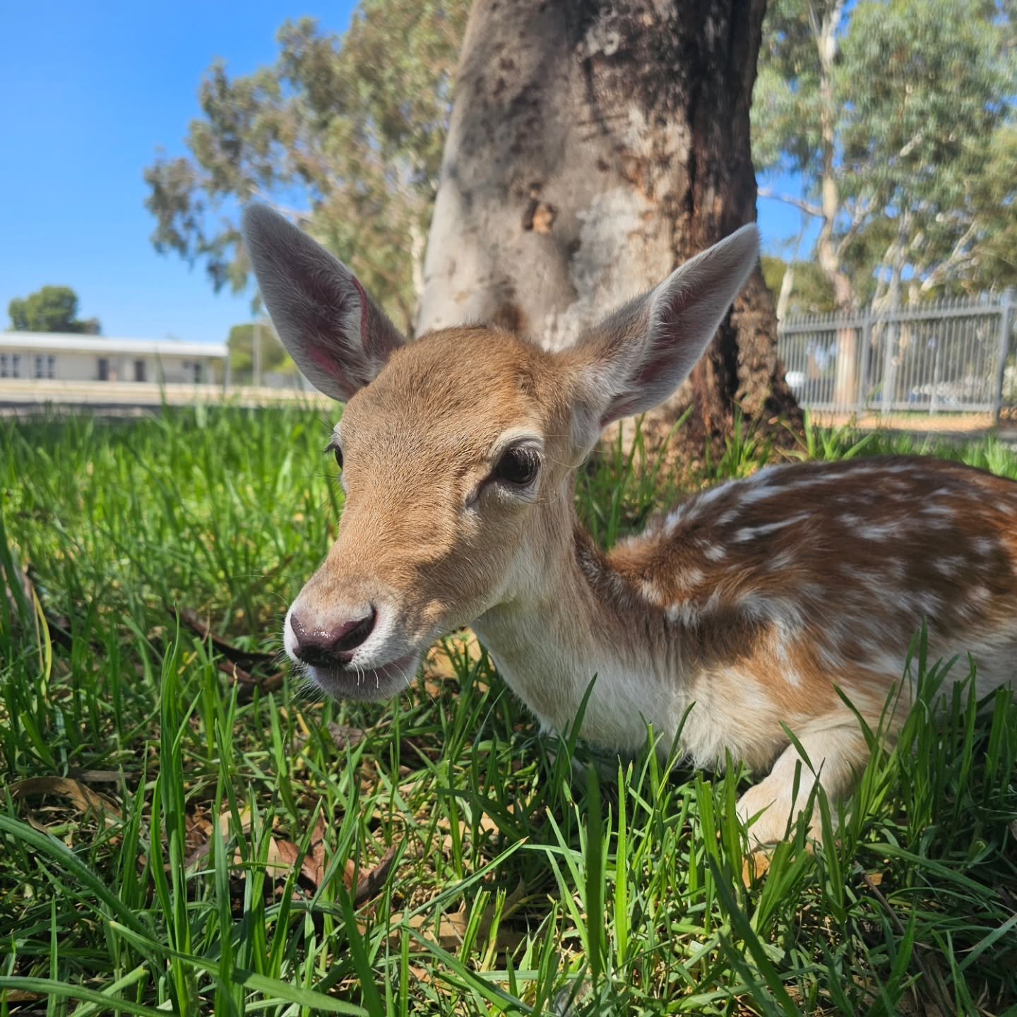 Beautiful Pips loved just sitting on the grass at Roseworthy as she awaited another full body and neurological check up, including bloods.

The specialists are very happy with the progress she has made, thus far, albeit small. They agreed with our re