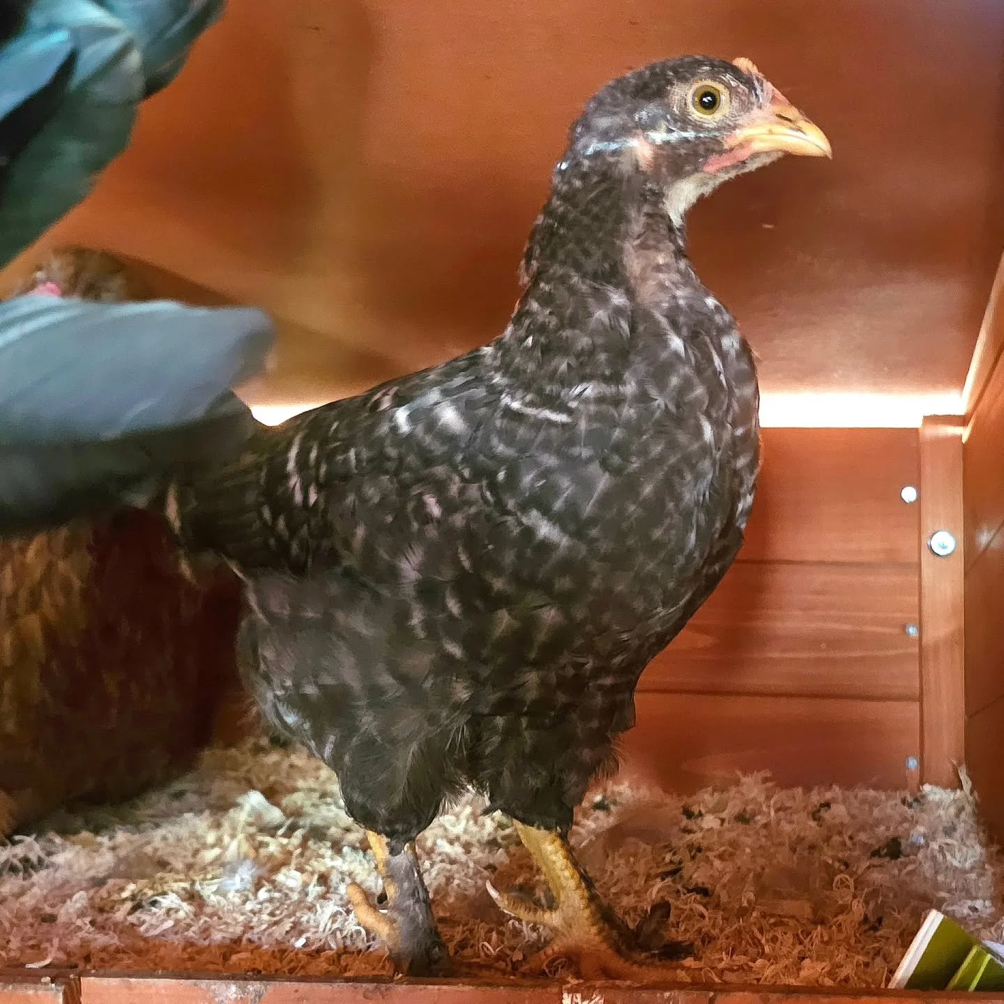 Tweedle - Do : the first of Mumma's tiny herd.

Simply as innocent and cute as a button, this little chick will break hearts. As with a perfect sibling, Tweedle - Do is living it up under the wings of Mumma hen. 

Growing happens so fast when you're 