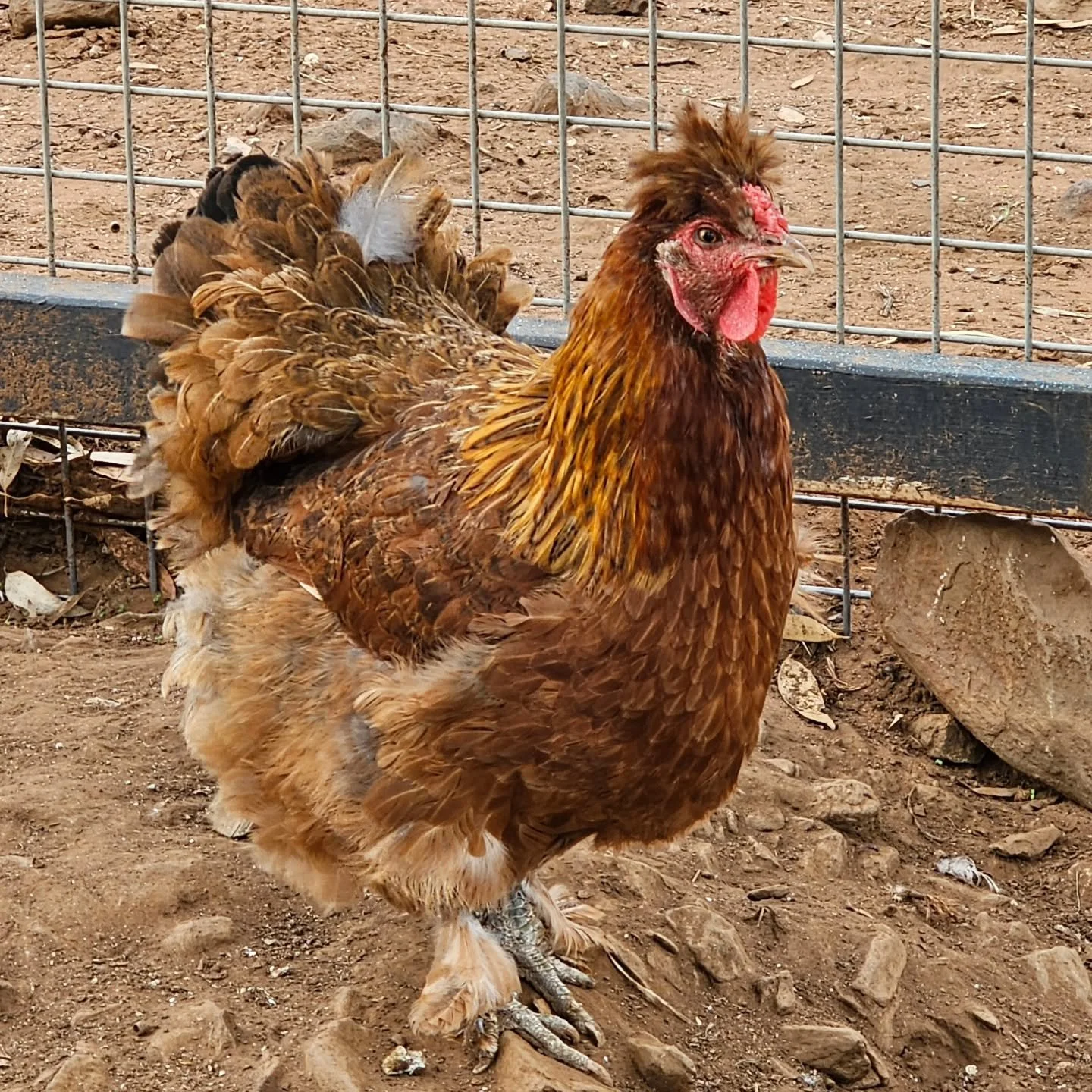 Pauline - is just one of Russell Crow's extended family!

A spiritedly but loving lass, Pauline is in the range of 6 years young. So beautifully adorned with her ginger feathers, Pauline kind of has the crop top that Russell lost! 

Happy to stick by