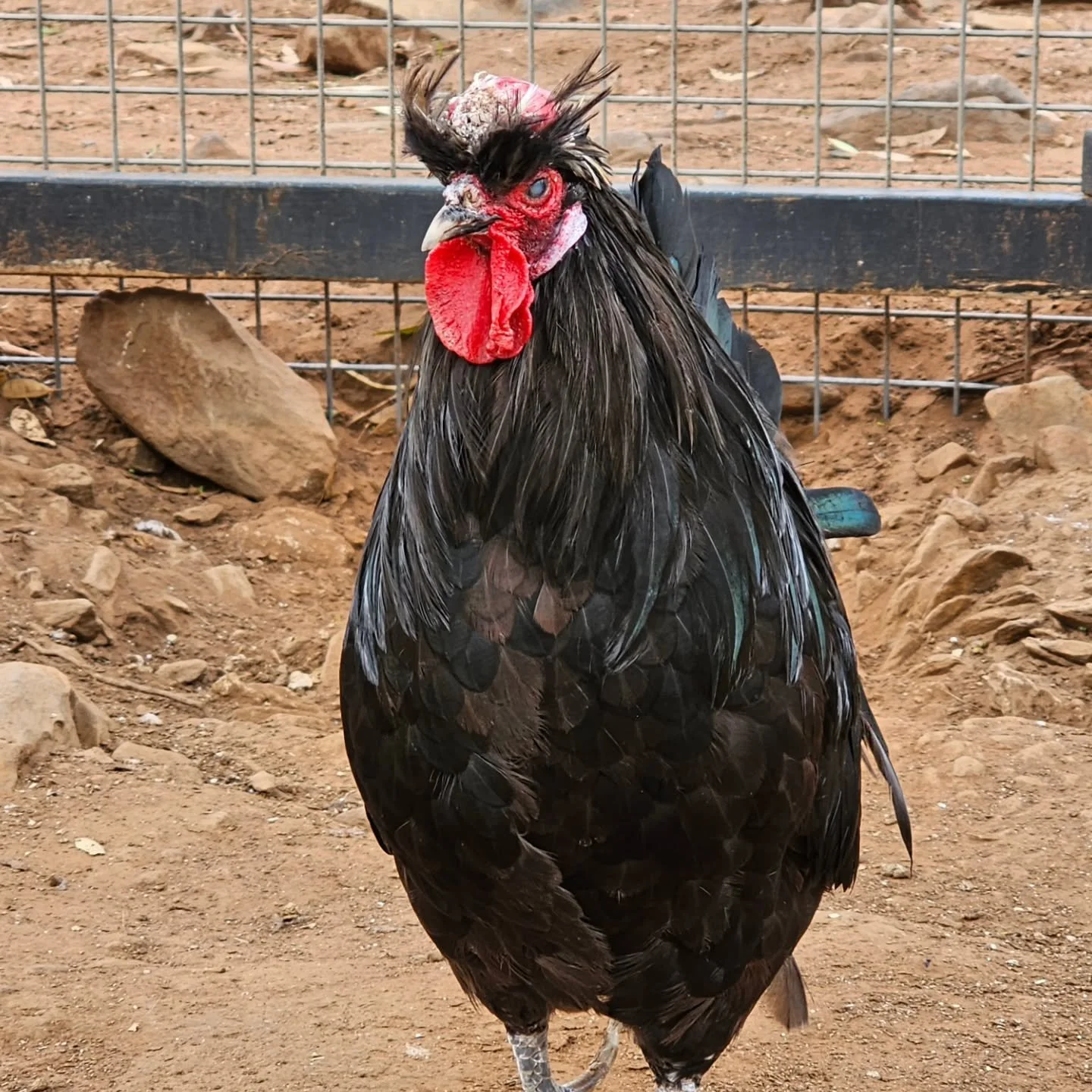 Russell (Crow) - isn't he special! 

A slightly hen pecked 9 year old rooster has come to stay with his wonderful family in tow. A Polish rooster, Russell lost his vibrant head feathers when being picked on by other boys and girls. Why didn't he figh