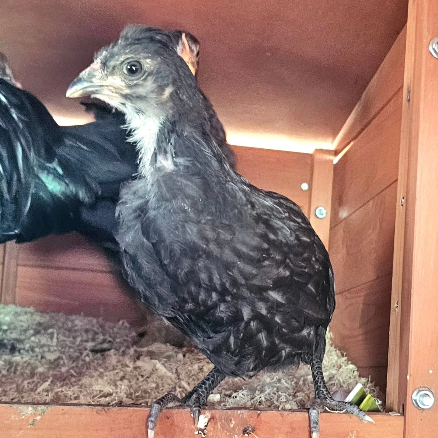 Tweedle - Dee: the smallest and cutest of the entire new family! Well, as cute as any, should we say.

Running and jumping with youthful glee will stay with this little chick for some time. Safe and nurtured with Mumma, what else could a resident in 