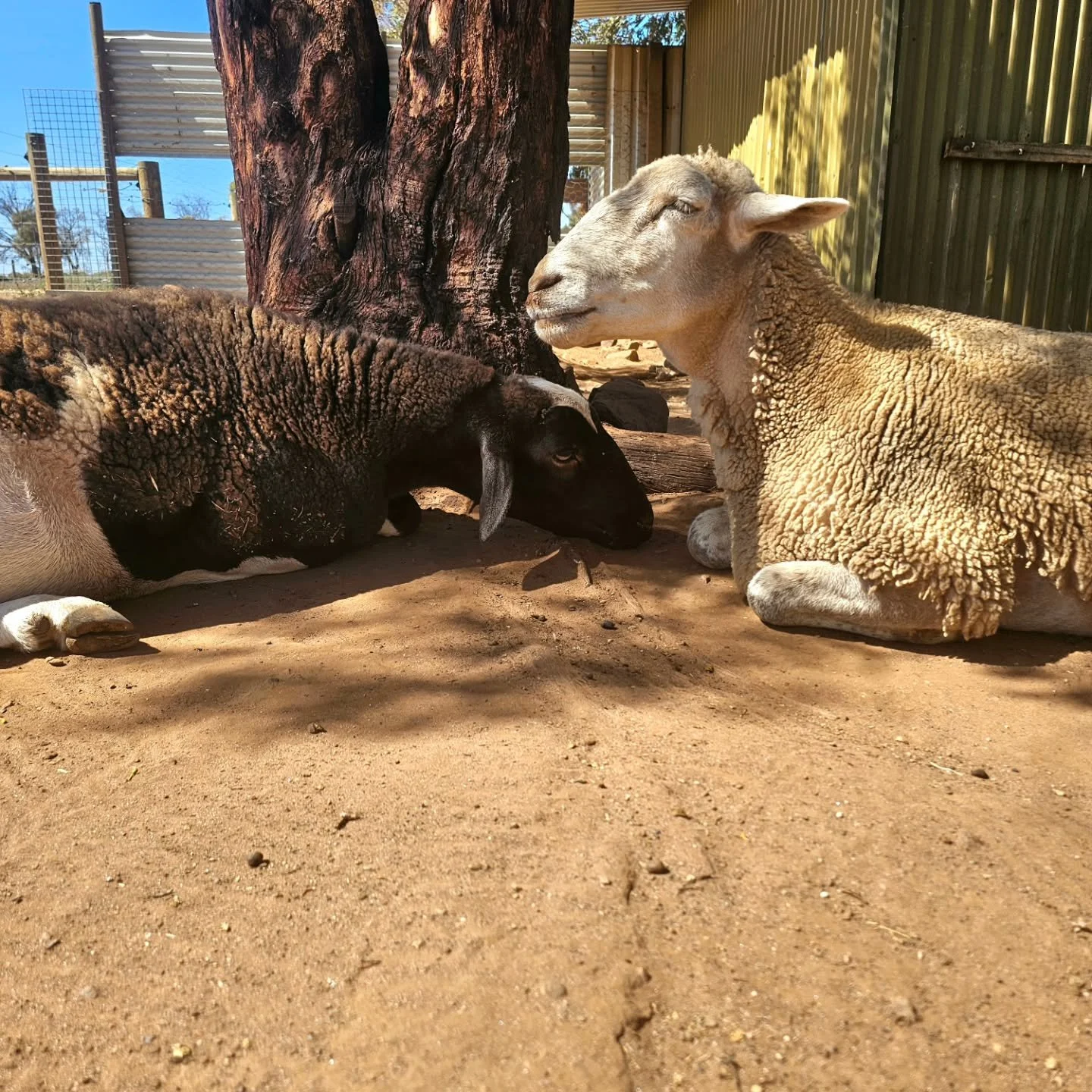 Kit-Kat &amp; Jake sharing a nap in with the bubbas.

Both boys have now officially been removed from their usual rocky paddock. This is in readiness for mobility aid endeavour!

Kit-Kat will be having his first fitting of both his Carpal brace AND p