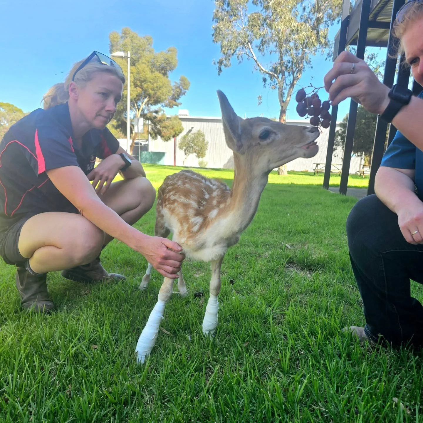 Isn't this girl photogenic!

We had some photographs taken as Pips came from her meeting with the doctors. We now have a full neurological test and bloods in search of any unforeseen issues. 

Pips is now in front leg splints as we stand her almost u