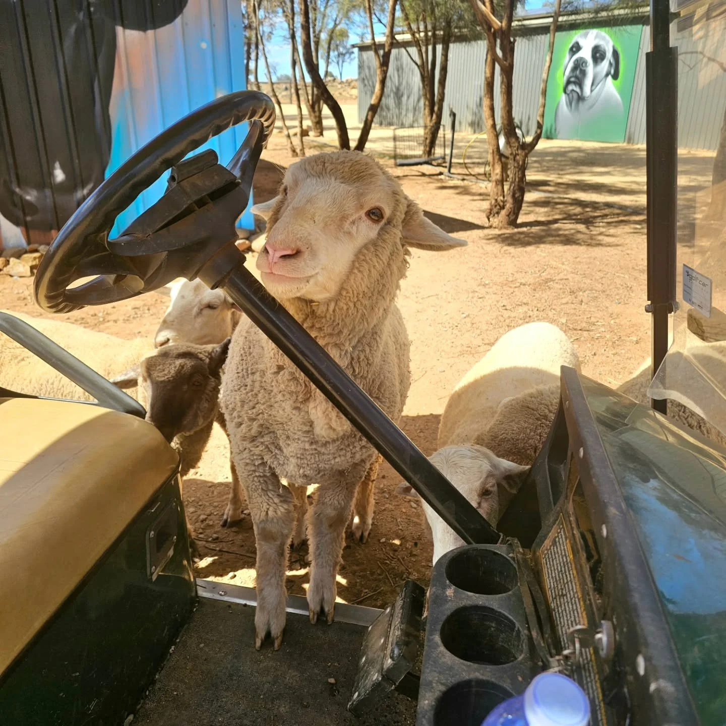 Looking....looking....

"Baaa. I reckon I could drive this thing...." - Mora. 💚

❤️ FUREVER FARM - Where the voiceless come to speak ❤️