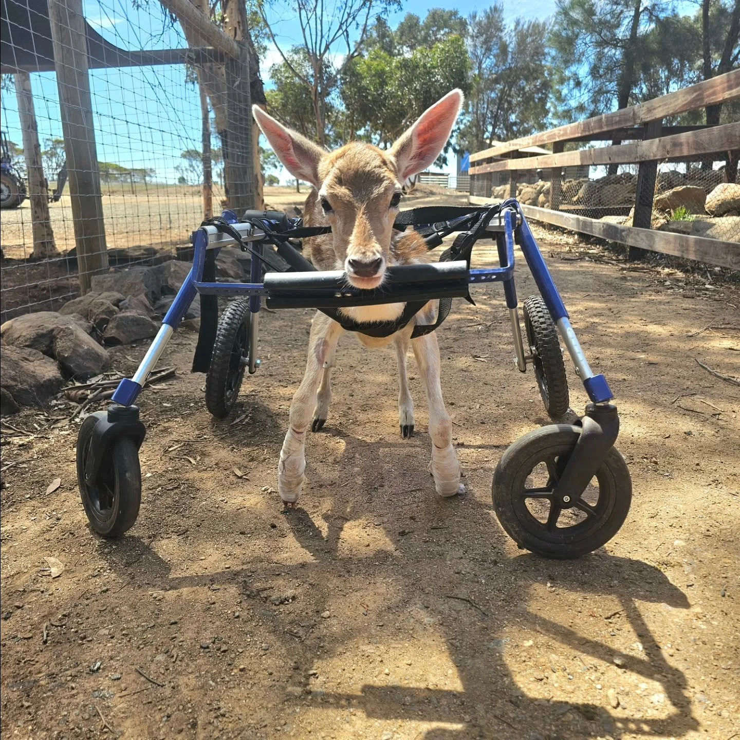 It was only quick. A first for sweet Pips. 

She did extremely well considering the total unfamiliarity of the "vehicle" she had control of. Pips's very first foray in her mobility cart saw her prompted, and then racing like a Nascar! 

The