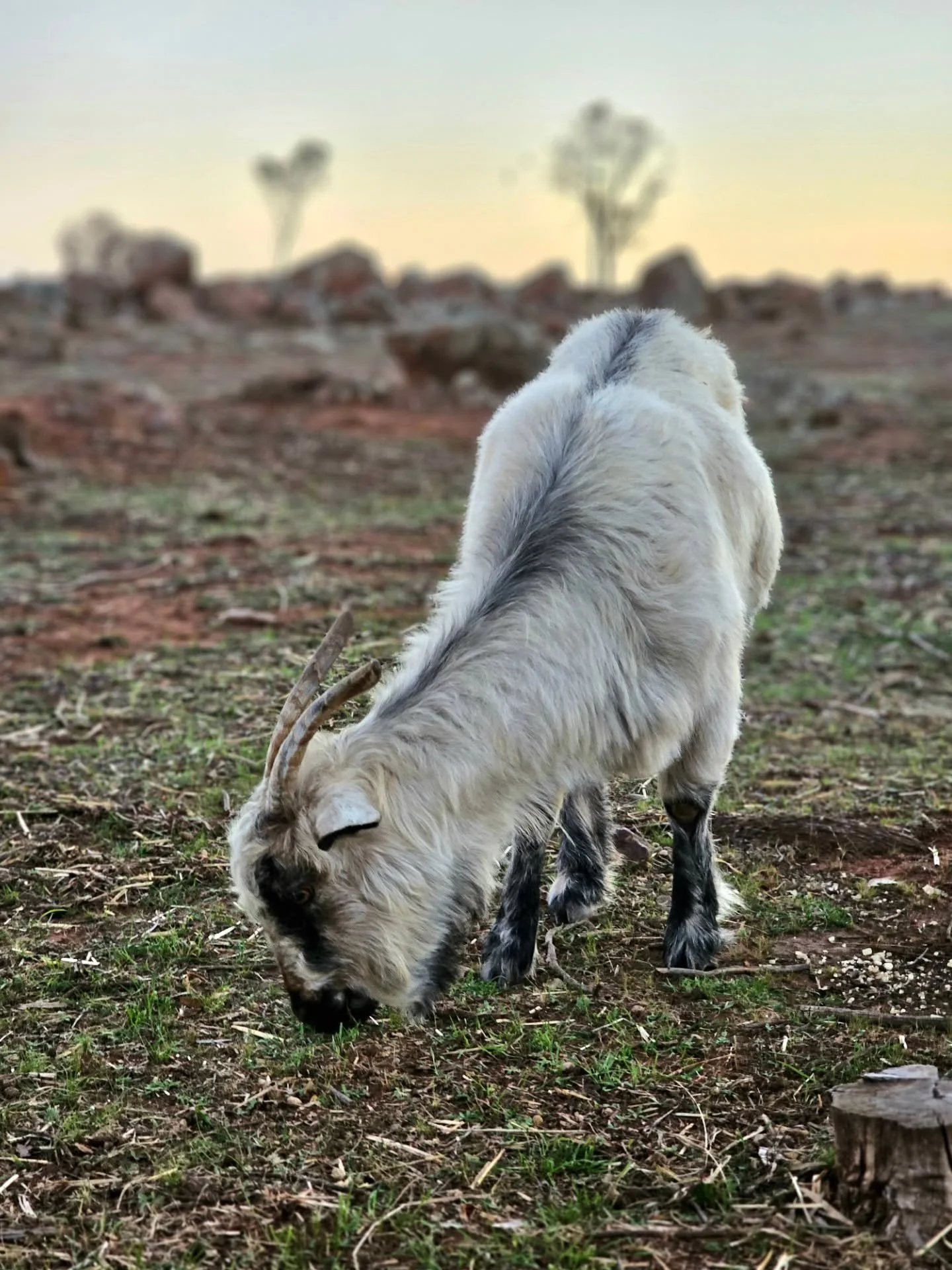 Graze! Graze the upcoming green, sweet Nat. 💚

This taken after our drenching of around 60ml a short time ago, it shows how the green comes forth so quickly. With the constant showers over the last couple of days things should really start kicking o