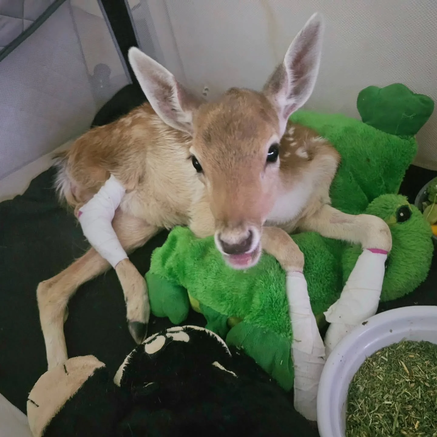 Last night, eating her fruit and drinking her milk as she happily went to bed.

Tonight, snuggled into her own pen as she prepares to be placed on a high energy drip at Roseworthy Large Animal Vet.

The ups and downs of Pips the fawn as she battles l