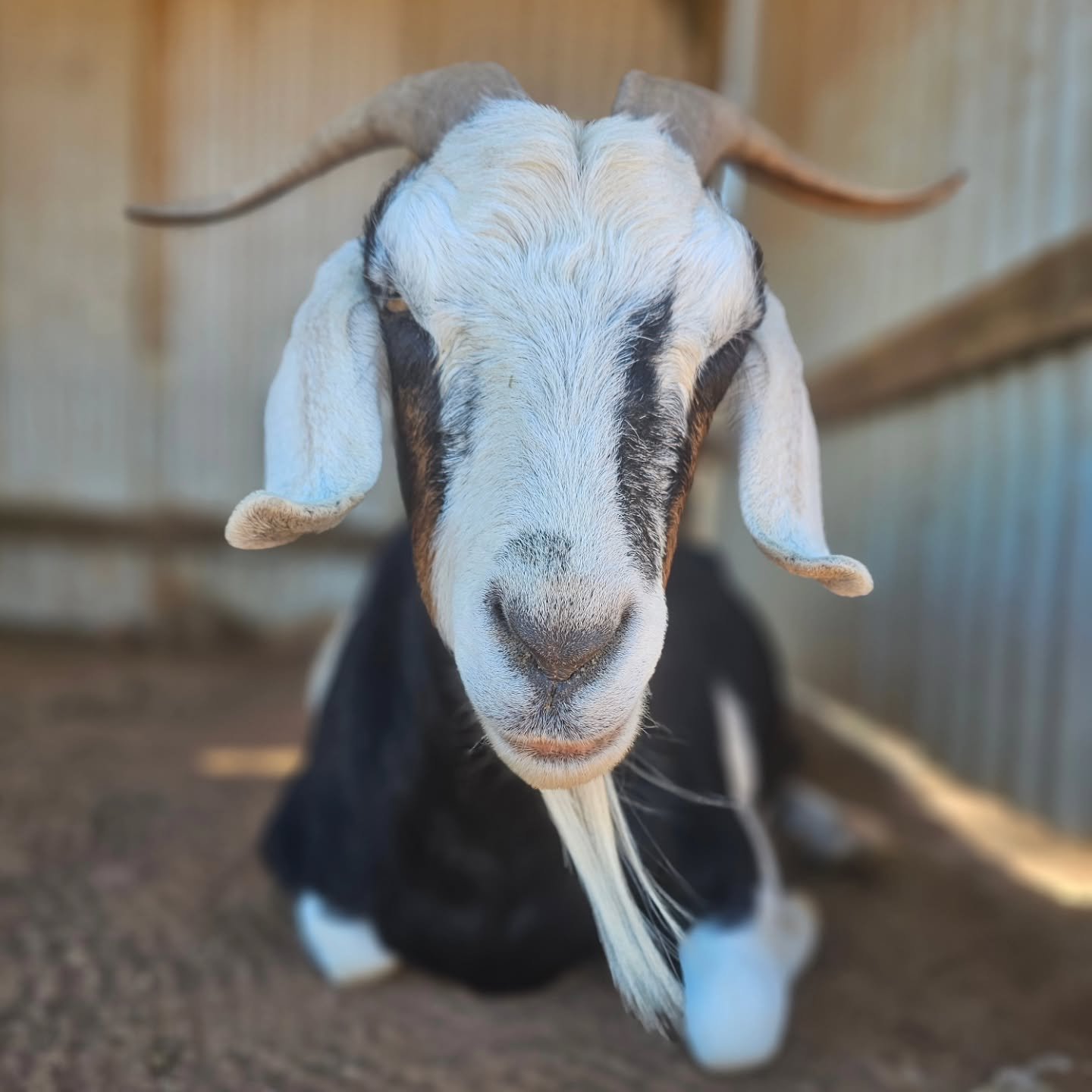 The sweet sweet face of Kelani. 💚

This beautiful girl has grown so much from the pregnant infant with terrible hooves that arrived at the sanctuary almost 4 years ago. In her 4 - 5 years of age she has been through it all, experiencing death, depre