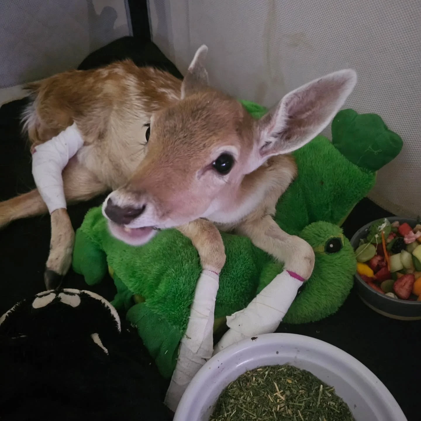 At 8pm tonight we will lay sweet Pips to rest. 

She fought. We fought. Roseworthy fought. But, she is just not going to make it. Right now she is in pain. She is suffering as her body wastes away and shuts down.

On second x-ray it was found that Pi