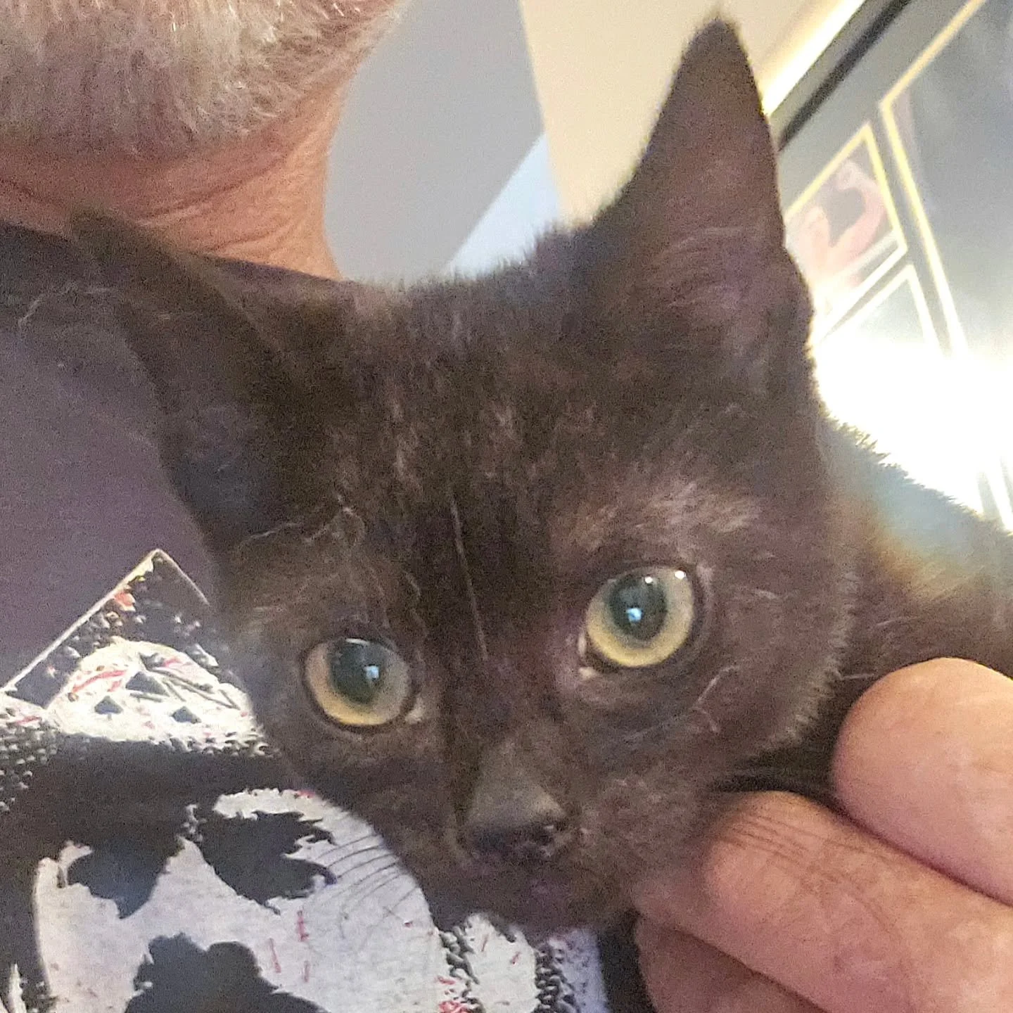 Bunyip - could well have been named lucky. But, that would be too obvious!

Plucked to safety from a drain in Murray Bridge after some good Samaritans phoned us of Bunyip's plight. This all occurred on February 28....the very day before Murray Bridge