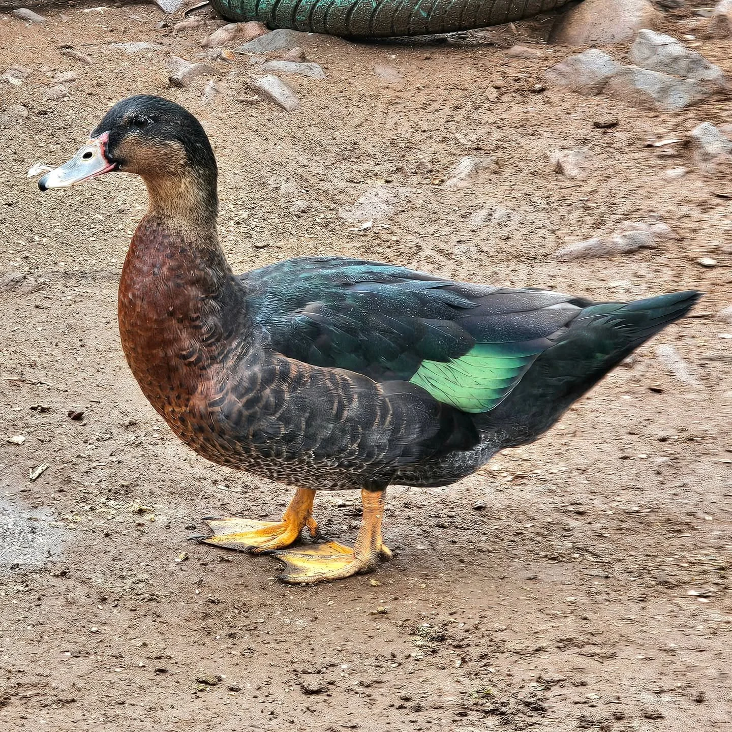 Bert - is simply wonderful, exciting, colourful and just the gentlest gent! 

Losing his best friend, Ernie, after being left at a property after sale, this beautiful boy was cared for by the new owners until it became clear that Bert needed a family