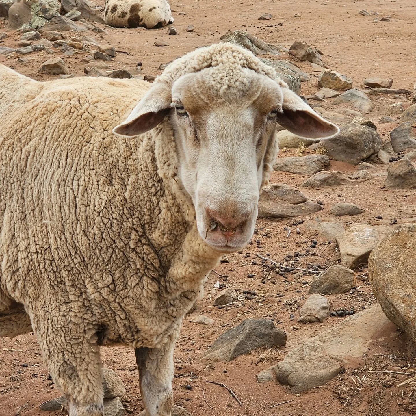 Sublimely grand yet smoothly gentle and grounded. 

Chomp surpasses his age of 11 to portray a vision of captivating youthfulness. A prime example of stress free living equals eternal beauty on the outside.

But, more importantly is the inner magic o