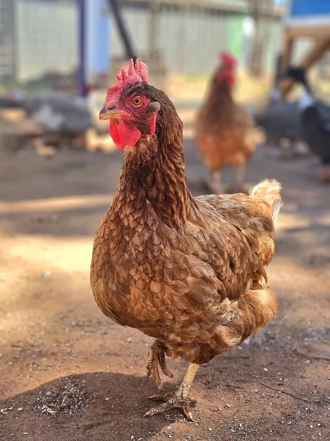 Have you ever thought about chooks?

They're delicate and cuddly. Cute and fun. Quite simply, hens are fabulous to be around and will love you in return!

Tomorrow afternoon the sanctuary will be receiving 11 older Isa Brown hens. With the House of t