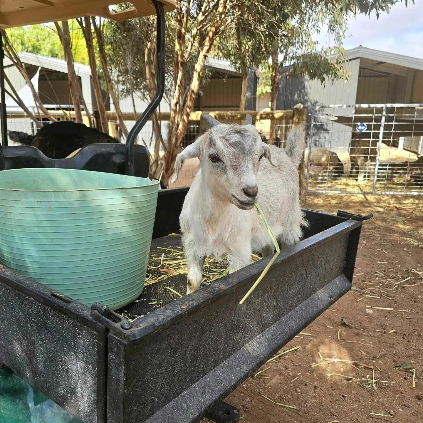 "Chauffeur.....Chauffeur......hurry up."

We're doing our best, Walnut. Won't be long. 💚

❤️ FUREVER FARM - Where the voiceless come to speak ❤️ 

#walnut #fureverfarm #compassion #sanctuary #wherethevoicelesscometospeak