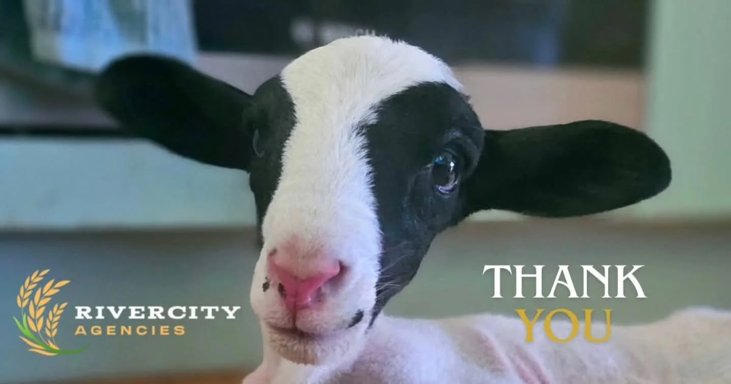 Today we must thank our trusted fodder supplier, Rivercity Agencies.

A family run business, Troy and Adam ALWAYS take good care of the sanctuary whenever we purchase our fodder and extras needs. Today, they went above and beyond.

As you know we los