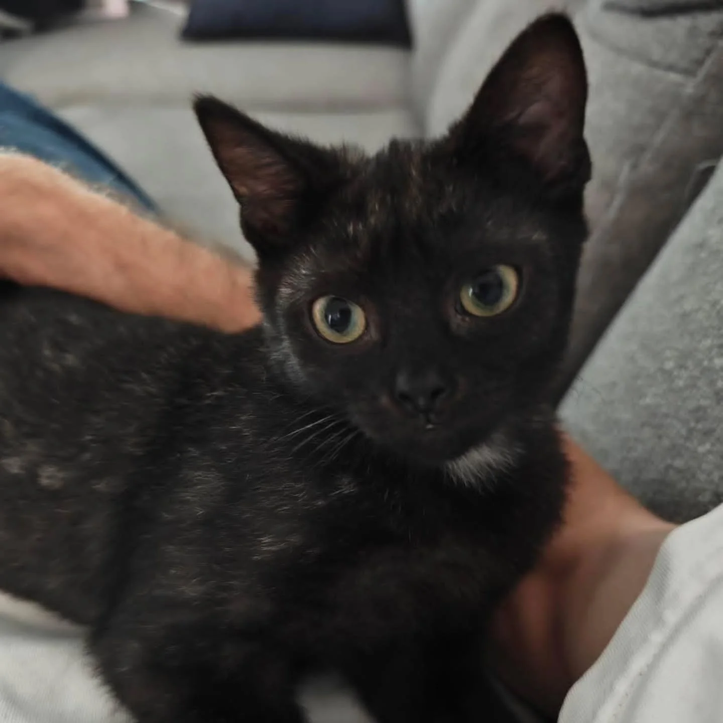 Bunyip - yes! You recall little tiny Bunyip? The baby moggie rescued and plucked to safety from the dirty drains of Murray Bridge? 

Well, look at her now!

Comfortable, settled, safe and loved.....and she knows it! Bunyip displays no signs of the fr