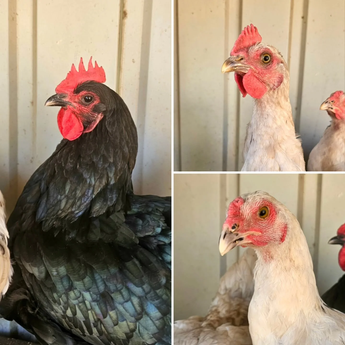 Meet simply the sweetest threesome!

Mother Tilly and her two babies, Dewey &amp; Dee Dee! Yes, we hear you pondering. But mum is so black while her bubs are so white? This is because Tilly is an Australorp hen and the father of Dewey &amp; Dee Dee i