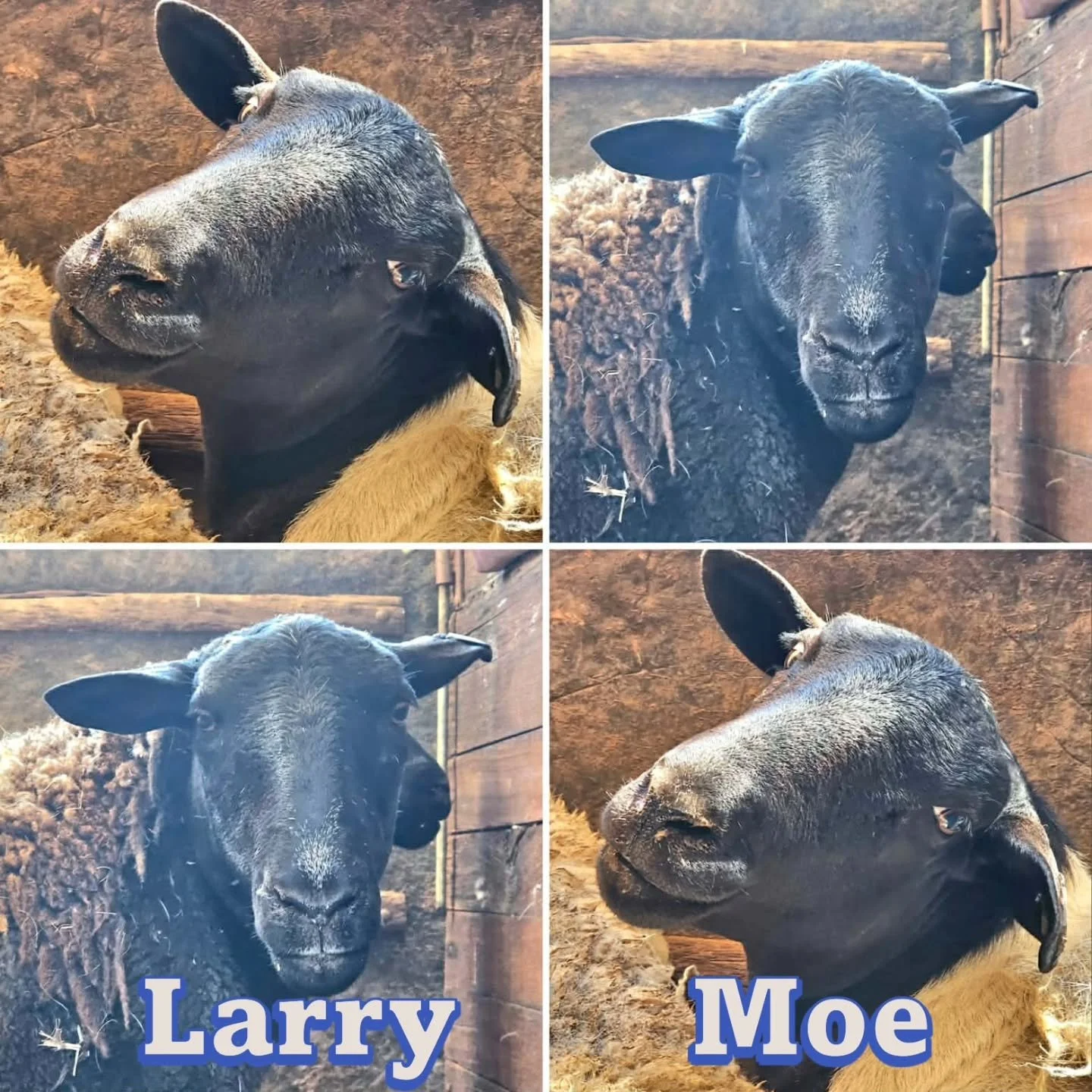 Larry &amp; Moe - are just two beautiful Dorper sheep. 3 years old, they came to the sanctuary via the loving hands of a wonderful individual from a Murray Bridge retirement village.

On arrival to Furever Farm, Larry &amp; Moe had certainly been liv