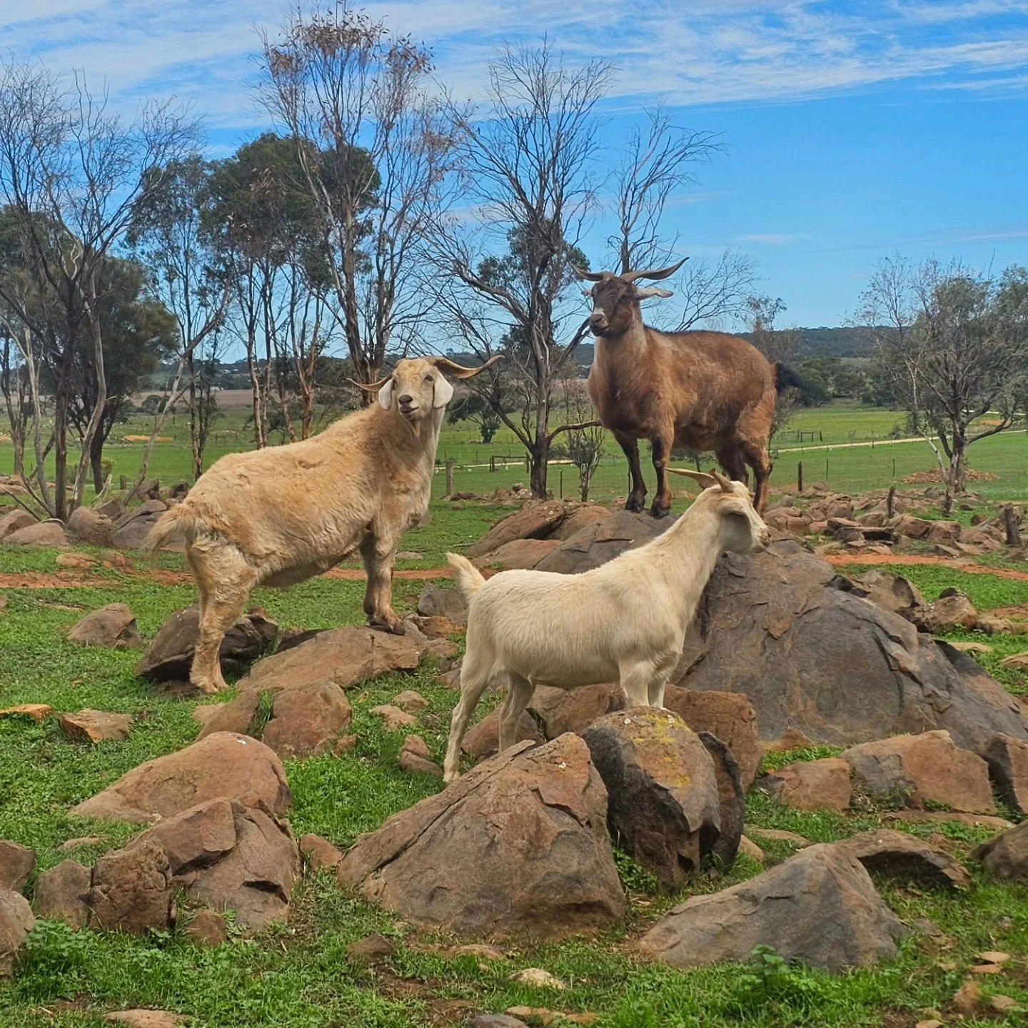 Ain't horns grand!

They certainly enable our goat friends to cut a grand figure!! As Tommy, Ruby and Posey display here! 🐐

❤️ FUREVER FARM - Where the voiceless come to speak ❤️ 

#goats #fureverfarm #compassion #sanctuary #wherethevoicelesscometo
