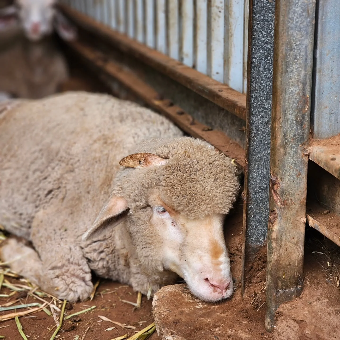 We swear Troy boy could get comfortable on a bed of nails!! 😂💚

Time for some clean fill if anyone has some!!

❤️ FUREVER FARM - Where the voiceless come to speak ❤️ 

#troy #fureverfarm #farmanimalsanctuary #kindness #wherethevoicelesscometospeak