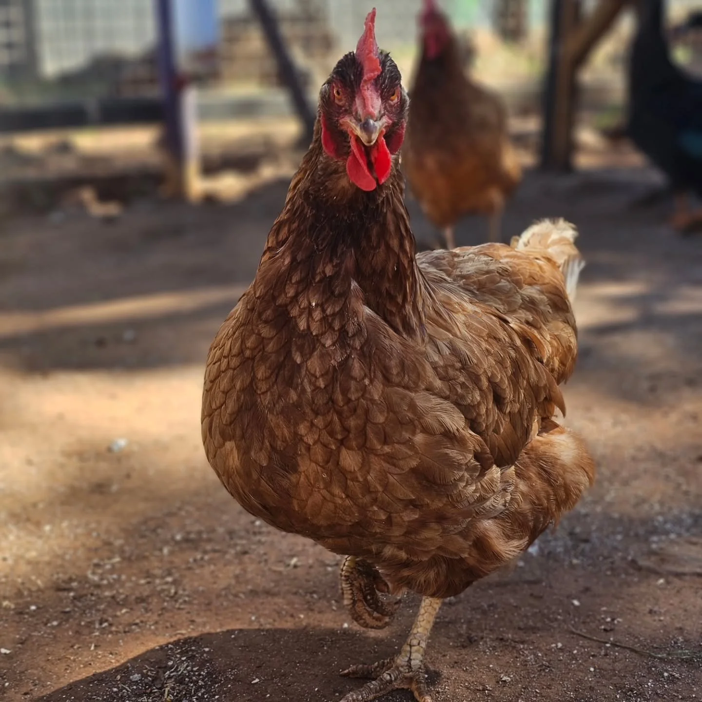 "Look into my eyes. Don't look away. Focus on my beauty. My exquisite comb. My wonderous wattles. Be taken by my cascading feathers. Circle my body, my head, my face. Are you mesmerised yet? Now, tell me why I'm named after a Rolex when I'd rath