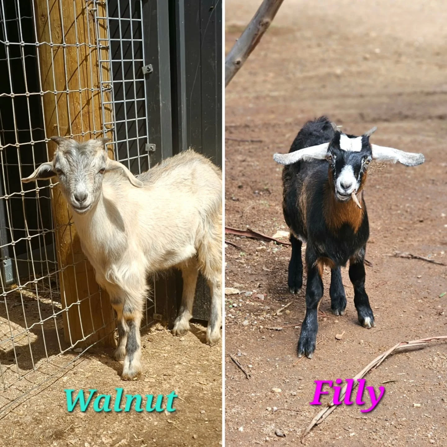 Walnut &amp; Filly. Simply the sweetest bonded pair. 

One thing Furever Farm ensures is that friends are never separated.......NEVER!

This magical pair may just be about to truly grow....furever! 💕

Watch this space. 

❤️ FUREVER FARM - Where the 