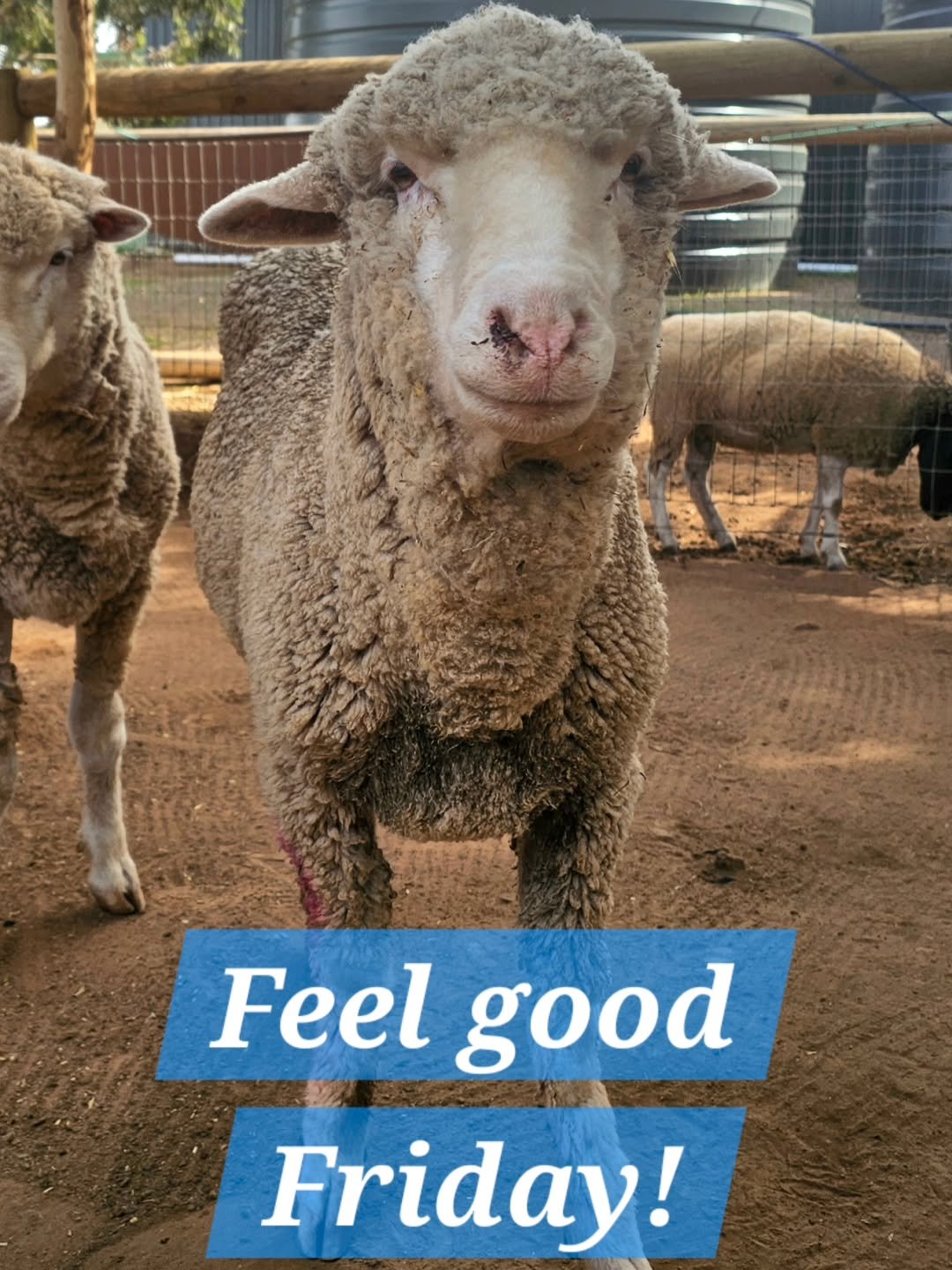 What greater story and memory for this Feel Good Friday than the beloved Karma!

One sheep who proved to the world that never giving in was the secret to life and success. Who would have thought, upon a young sheep's arrival in such appalling conditi