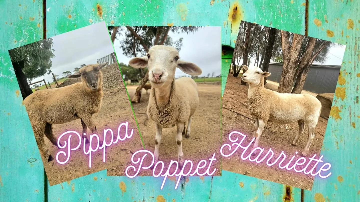 Pippa, Poppet &amp; Harriette - woolly friends furever! 

Three of the sweetest lambs, all with their own story, will remain together for life. Bonded babies are never separated at Furever Farm. 

Dear Pippa would recover from the trauma of losing he