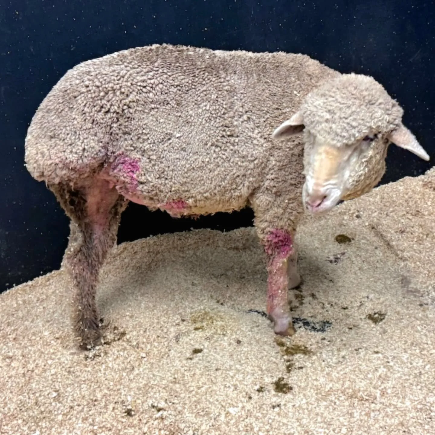 He is the boy we take no chances on. He is also one reason we plea for your help.

Late last night and into this morning we found ourselves racing dear Karma to Roseworthy in emergency. Finding him flat, unwell, not eating or drinking, body bloated, 