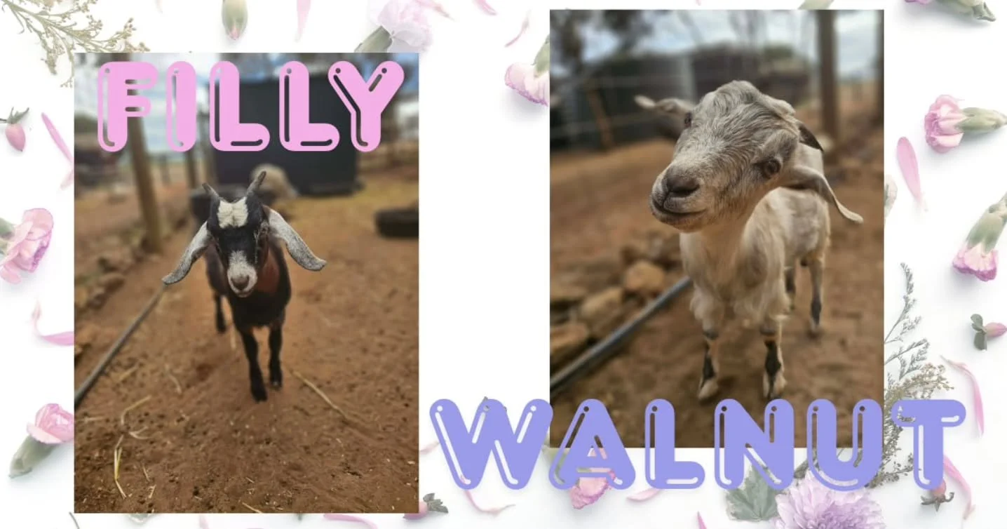 Filly &amp; Walnut - another two best friends shall remain, comforting, side by side for life.

Filly, such a traumatic start to life with the dangerous and debilitating disease Floppy Kid Syndrome. Always so risky and uncertain, Filly would summon a