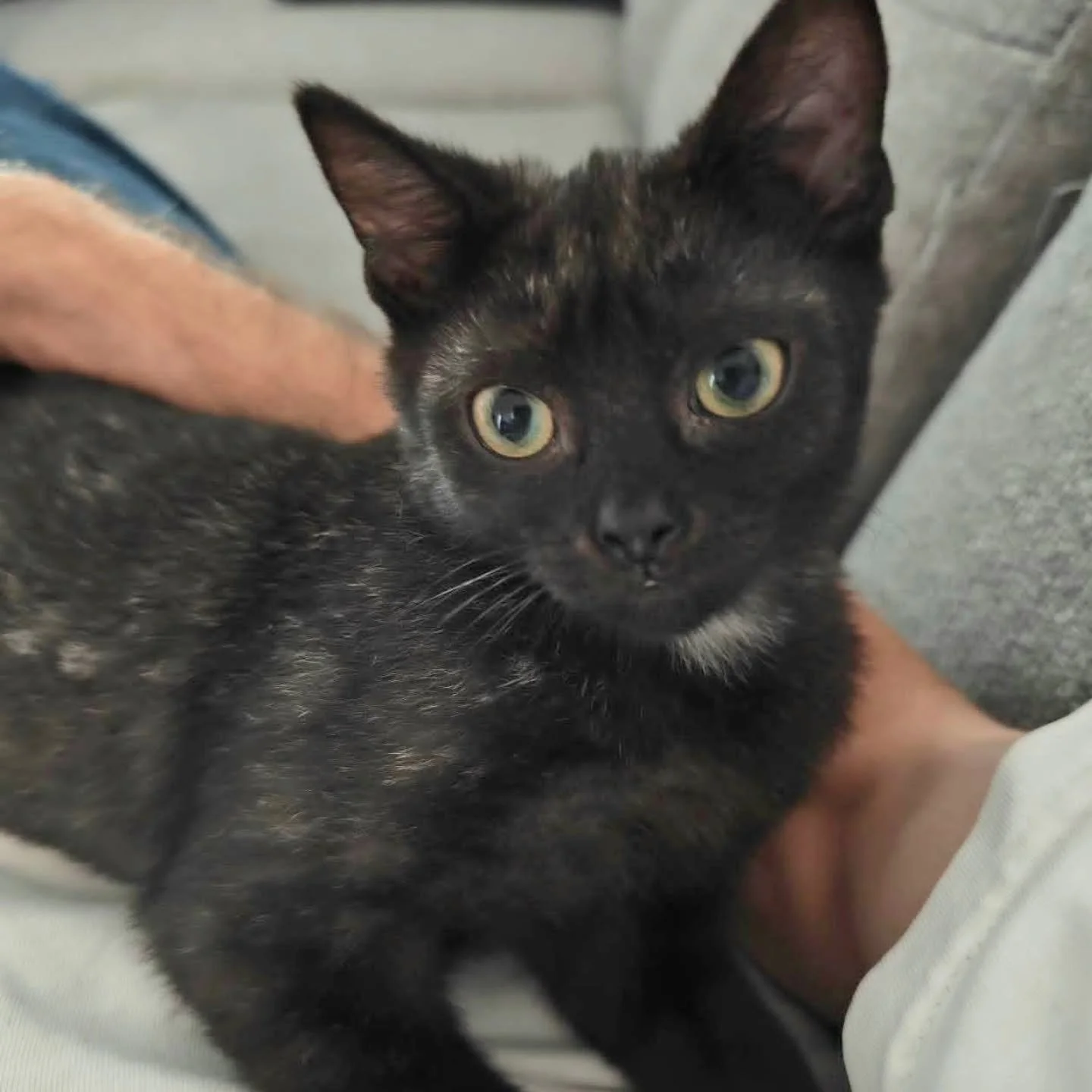 The joy and happiness of successful adoptions. Especially when your name is Bunyip the cat and your escape from life on the streets was a chance encounter.

Bunyip, for those who haven't seen, is a tiny little girl kitten who was found in the drain i