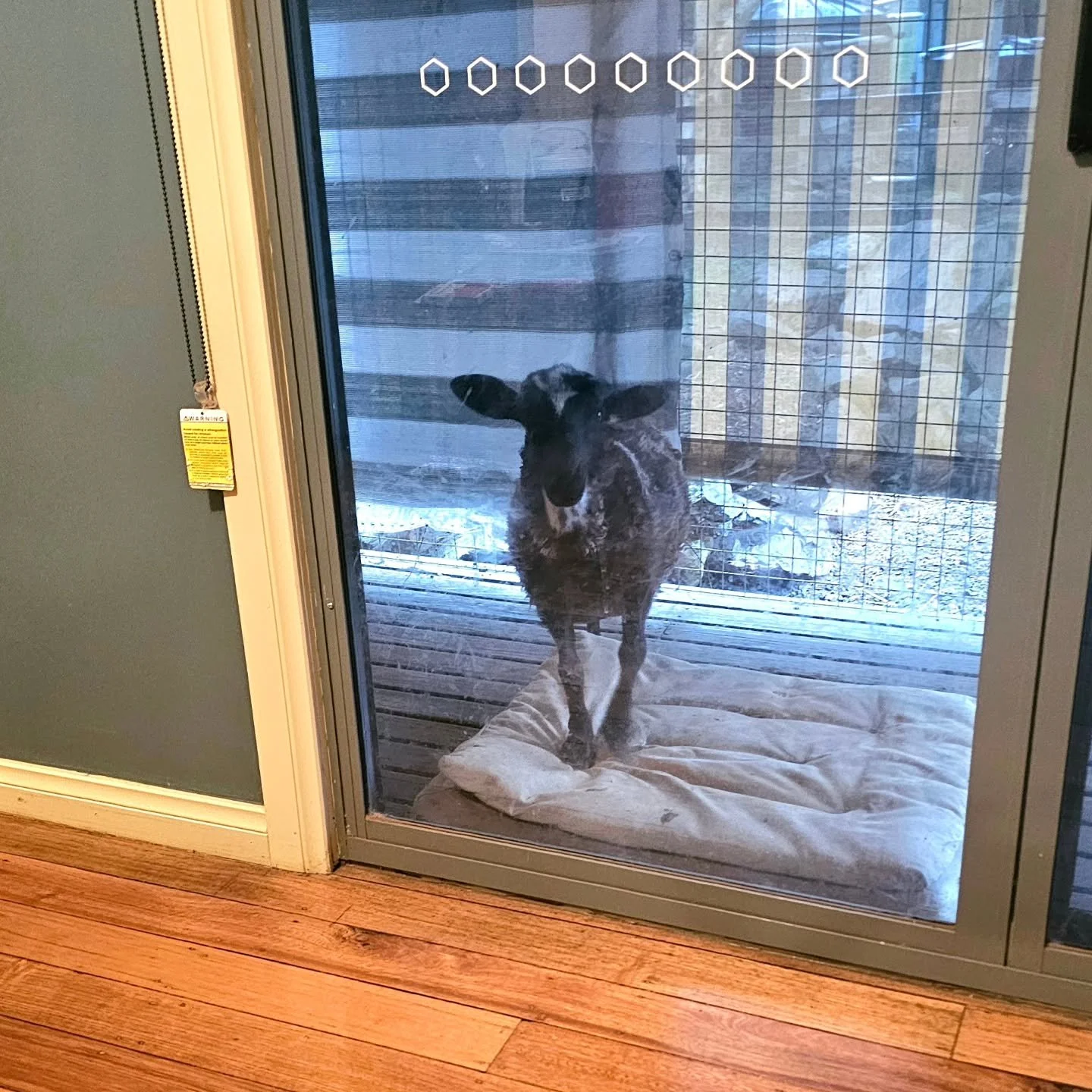 When we finally get 5 minutes to exercise.....we always have this feeling we're being watched.....

The Sweetest of Peas! 💚

❤️ FUREVER FARM - Where the voiceless come to speak ❤️ 

#sweetpea #fureverfarm #compassion #sanctuary #wherethevoicelesscom