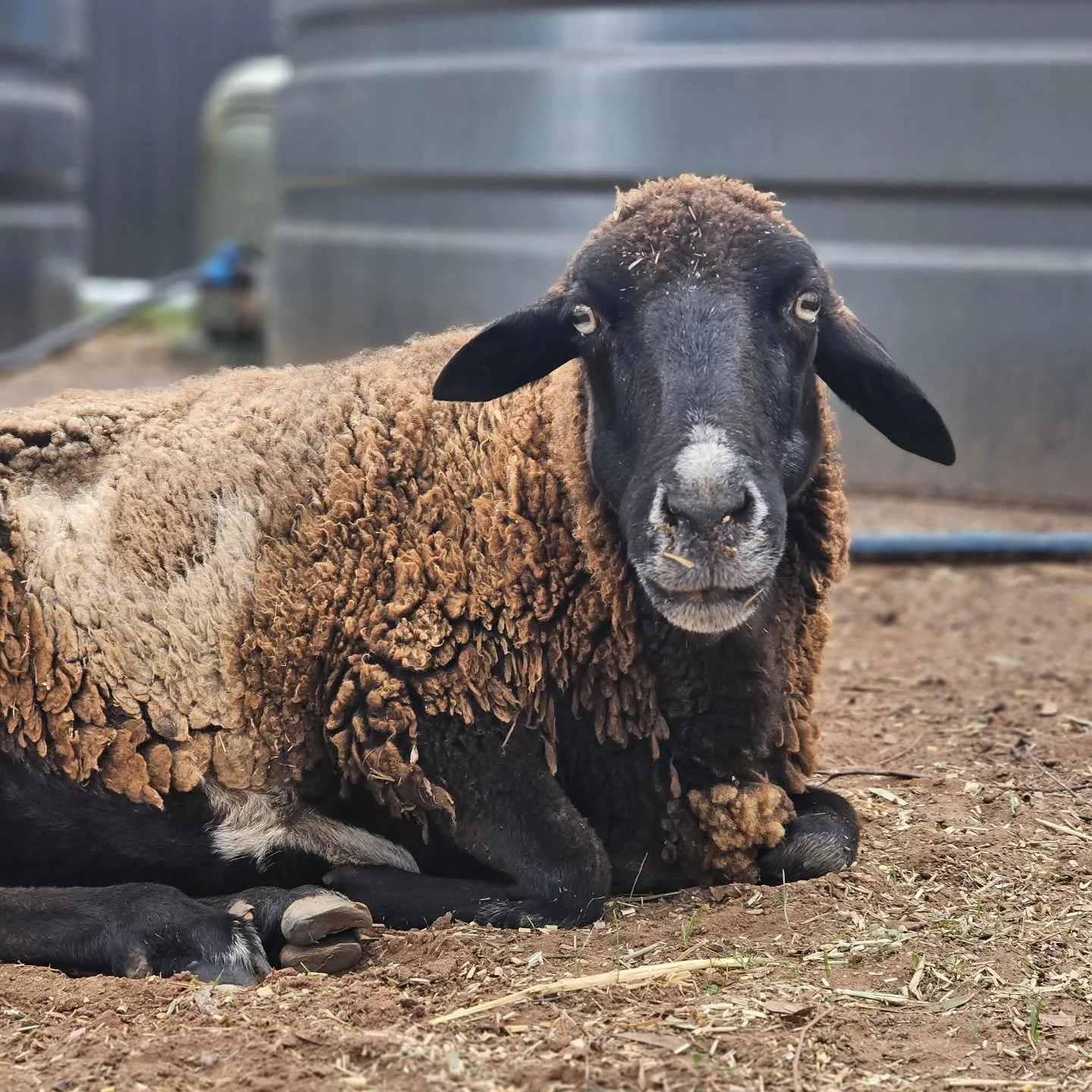 The beauty, gentleness and love of this girl is astoundingly special. 

Sheila, once wandering a Barossa vineyard with a flock of her own and her very own baby in tow. We just know that Sheila would have been the greatest of mothers. Suddenly, one fa