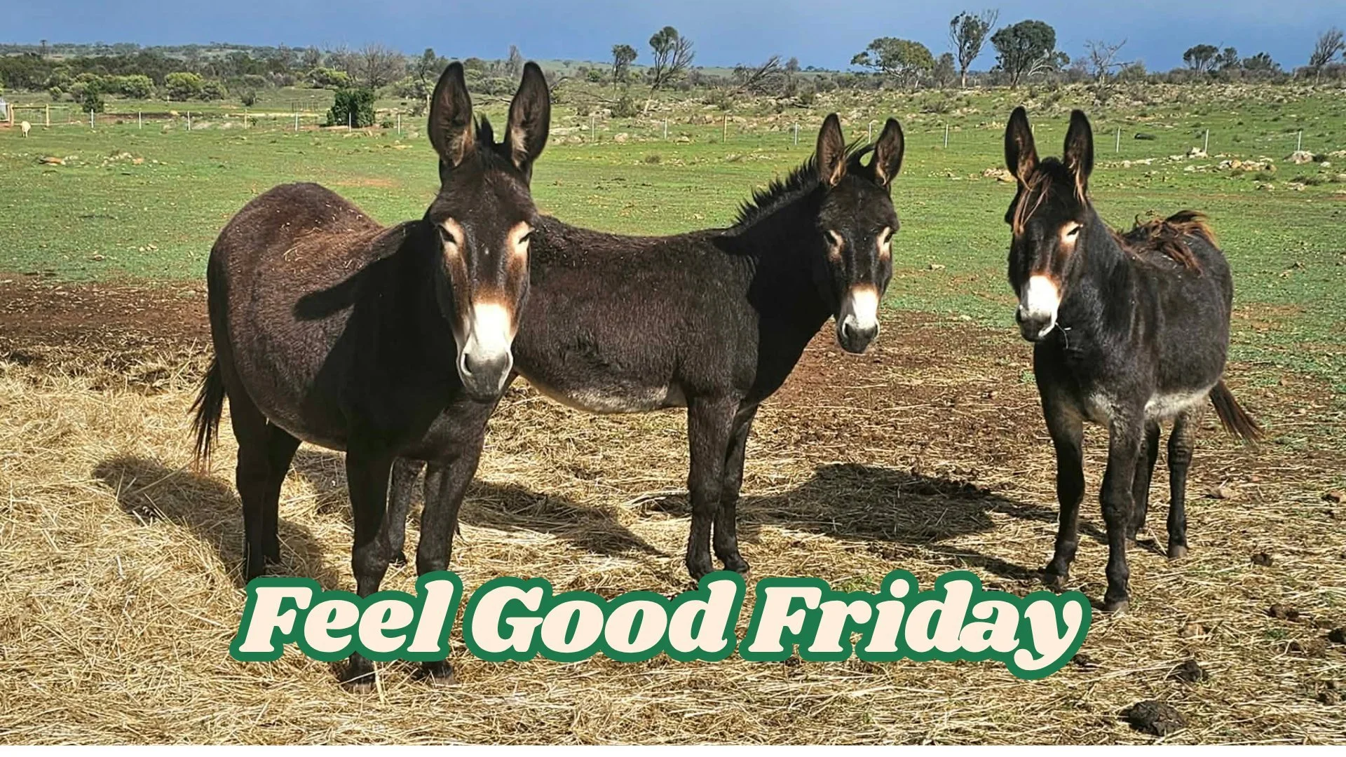 FEEL GOOD FRIDAY!

What better feel good than family?

Living amongst the dream, Clover's life turned out far different than what it was headed. Standing proudly {far right} Clover, with mum Jill and dad Ben, has grown to be simply the most gorgeous 
