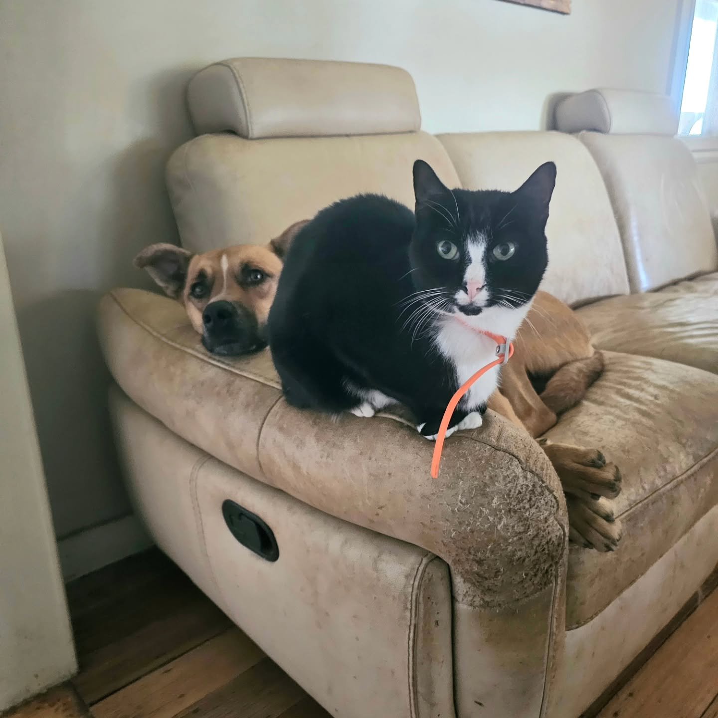 No. Cats and dogs dont like each other. Neither ever get along. The different species simply weren't meant for one another......

As Cozmo and Winston get all buddy buddy on the animals sofa they once again display that a lot of human knowledge on an