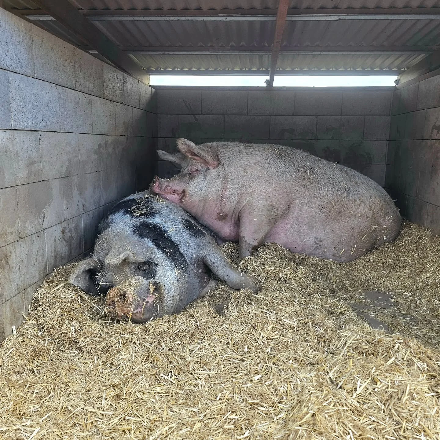 Whether Rosie is sleeping (uncomfortably 😂) with son, Spots, or is by herself, she's happy, happy, happy. 

The mum with a smile to adore! 🐷

❤️ FUREVER FARM - Where the voiceless come to speak ❤️