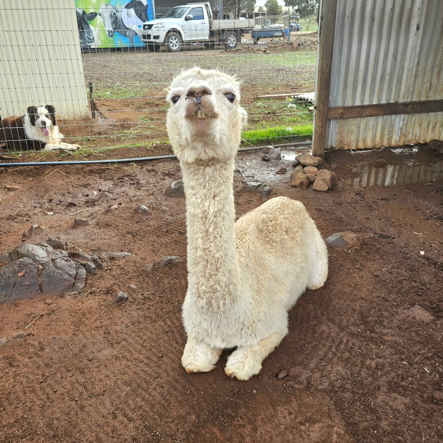 Dame Judy is sitting fine in the light rain. While Max is keeping a close eye on things from behind!

Our alpaca friends are mostly unbothered by showers or reasonable rain. Particularly when they have their flock to protect and watch over. However, 