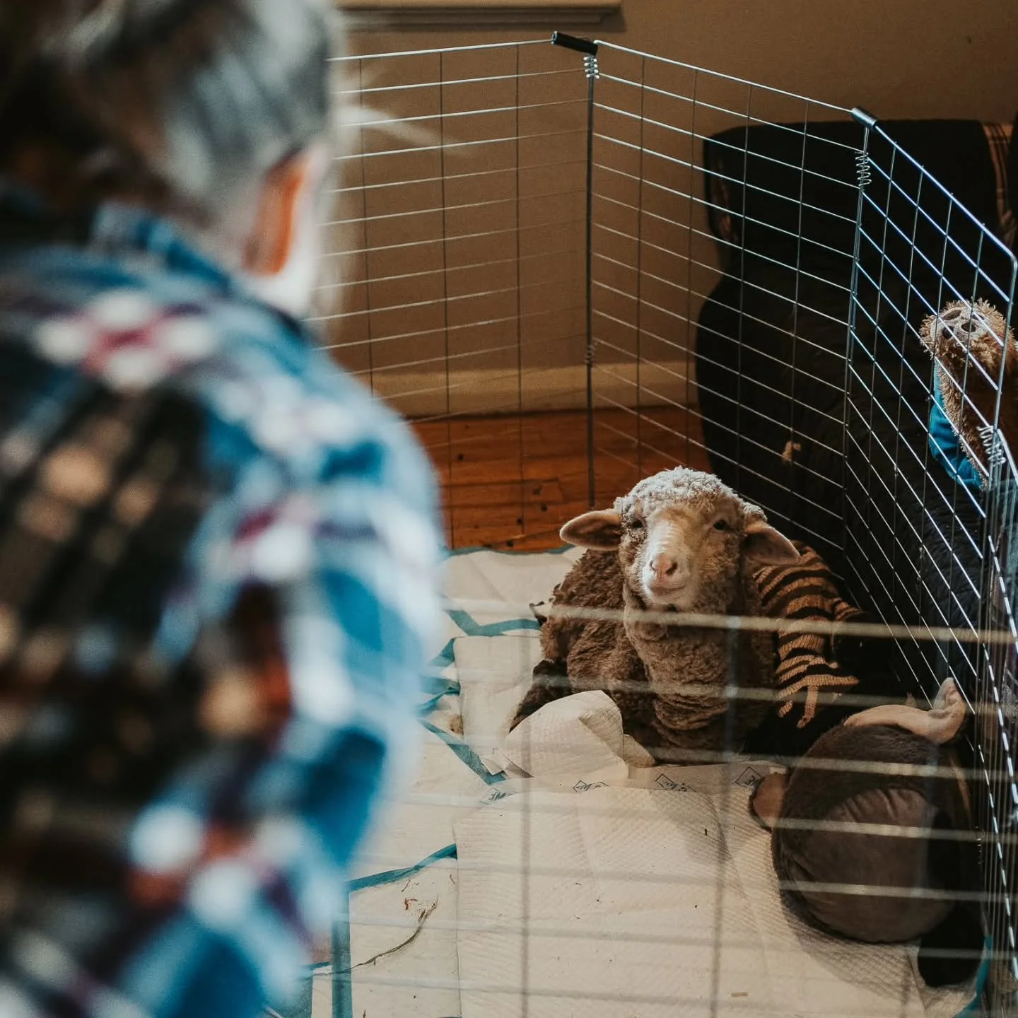 We know you have all been waiting desperately for an update on beautiful Karma. We apologise for taking so long, but we were waiting to hear something more definite before relaying the information to you.

We now have some news.

We can report that, 