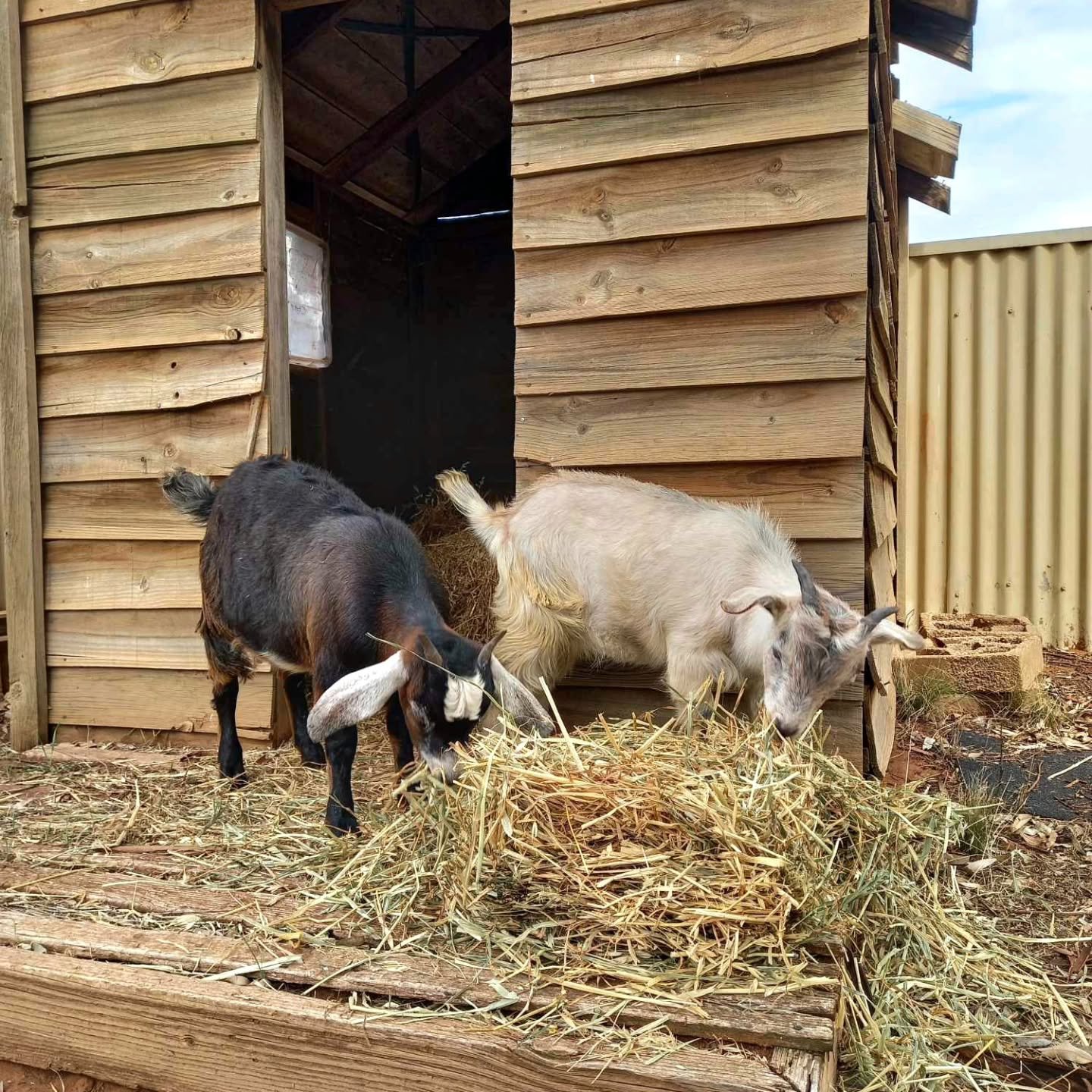 Awww. Dear Filly &amp; Walnut. 💕

These two best friends have settled perfectly into their new family home. From reports, photos and videos we can safely tell you that both are super happy and have integrated with the "locals", some being 