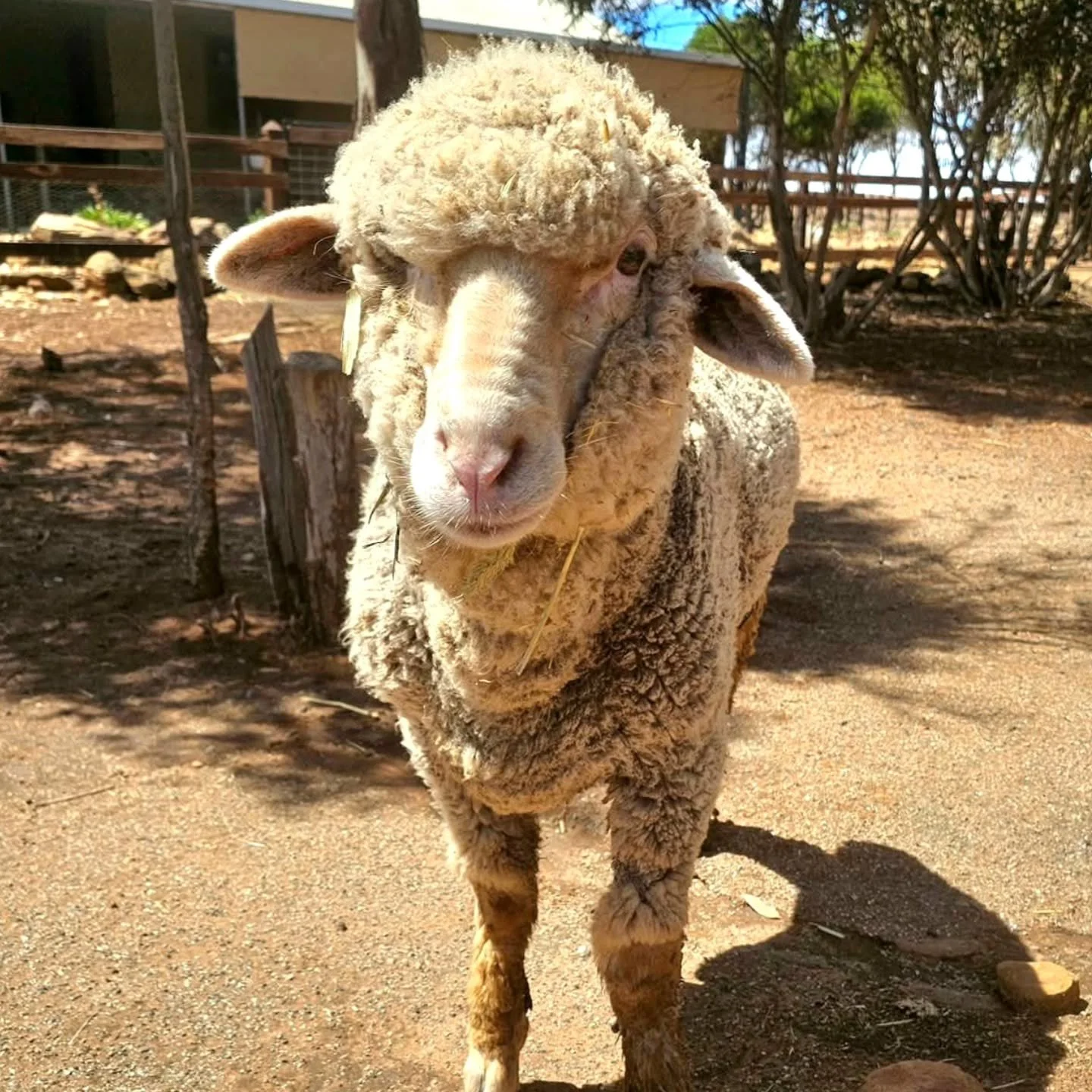 The good news is that Karma has gotten through his surgery today. The not so good news is that his prognosis is less than ideal and survival is now on a day to day basis under strict monitoring.

It was discovered that Karma indeed did have an absces