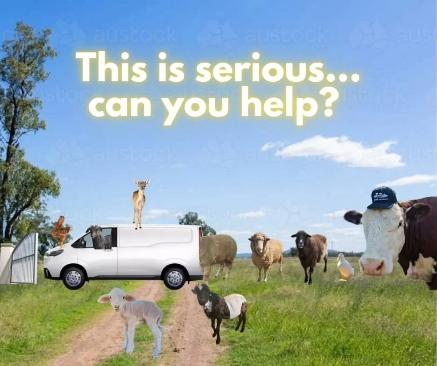 Wonderful followers, supporters and online family, we will really need your help! 💚

The situation at the sanctuary is dire. We must now beginning planning for the unavoidable veterinary bill for beautiful Karma. Whilst we do not know what the final