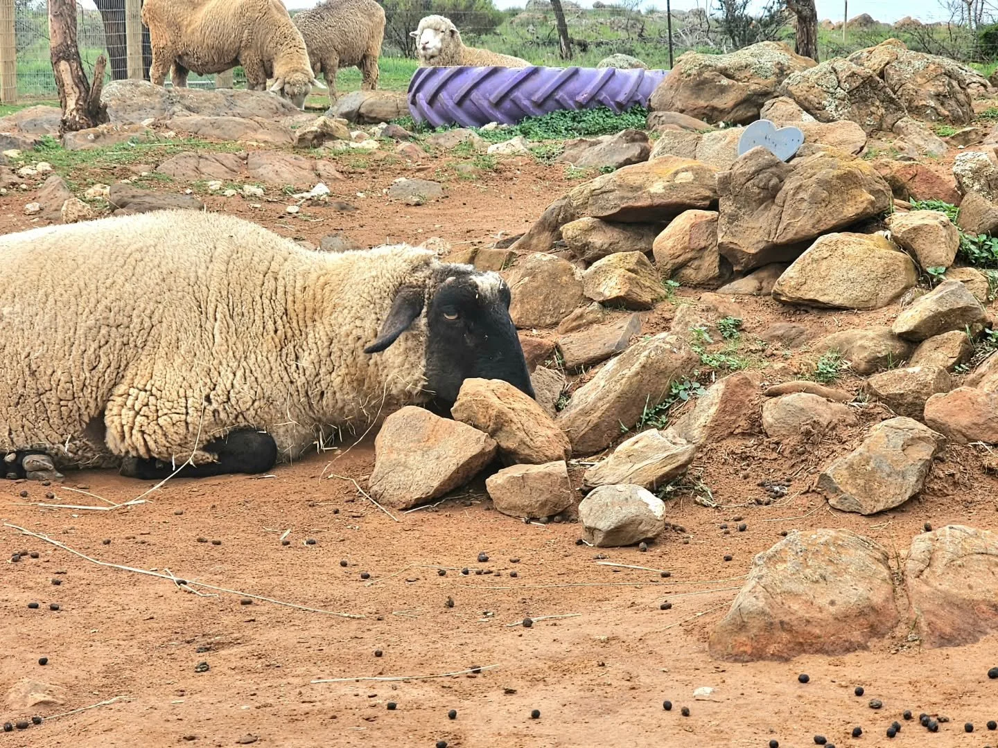 It may seem like just an uncomfortable spot for Moby to lay. Rocks as hard an concrete. But it is obviously soothing, and the position holds more importance than first glance.

As Moby lazed the day away, drifting in and out of gentle slumber, he fel
