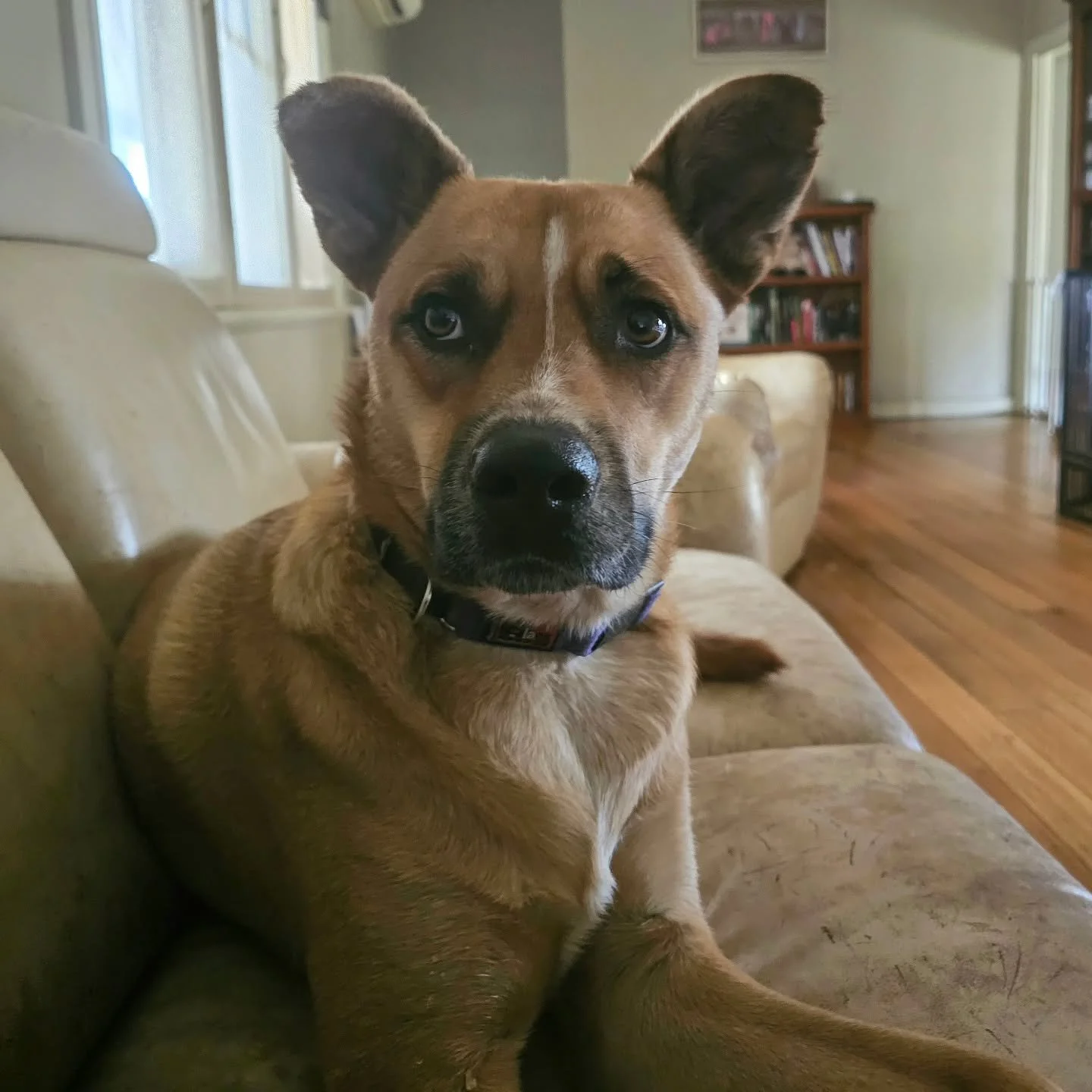 He's got the lookin' good down. Now Cozmo just wants his dinner.

Out come the goo-goo eyes. 💚

❤️ FUREVER FARM - Where the voiceless come to speak ❤️