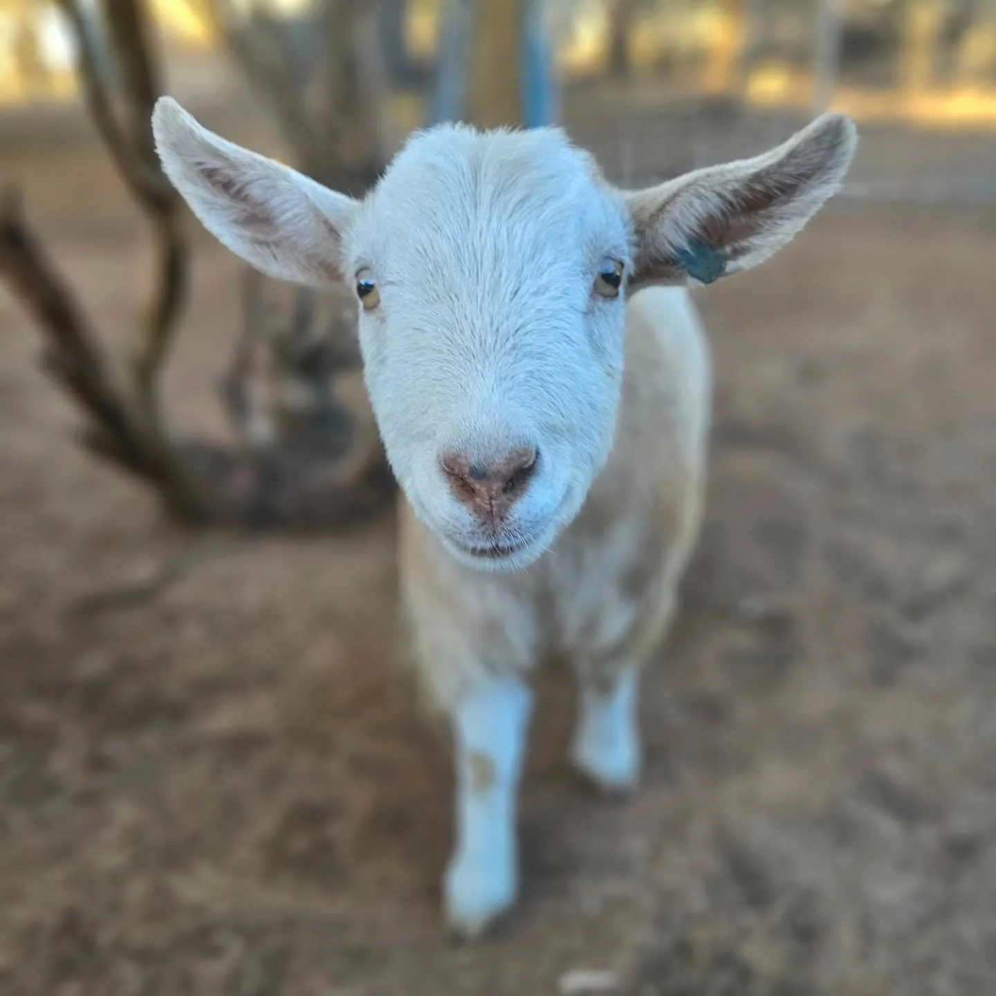 Khaleesi - is the best friend of Vinnie, and look at this gorgeous girl.

Oh, the sweet perfection in that face and beautiful eyes. Khaleesi will make many hearts flutter as she steals any show. 

Khaleesi's smile tells a story of a good upbringing. 