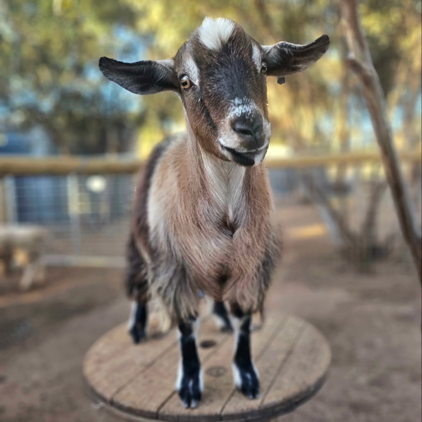 Vinnie - comes from a loving home with his best friend. Tears farewelled Vinnie after he was unable to join his parents in a property move.

A Pygmy mix, Vinnie is quite the joy. And, he is right by the side of his friend as they explore and Vin make