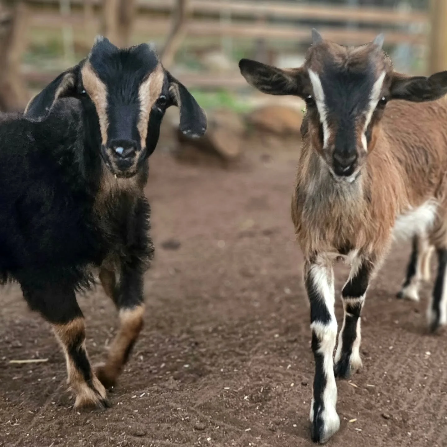 Kelpie &amp; Troopy - the little bundles of energy saved in the Gammon Ranges from going to slaughter, by two travelling ladies coming to an end of their own adventure.

It sounds like a Hollywood script, right? But, alas, this is true. So many goats