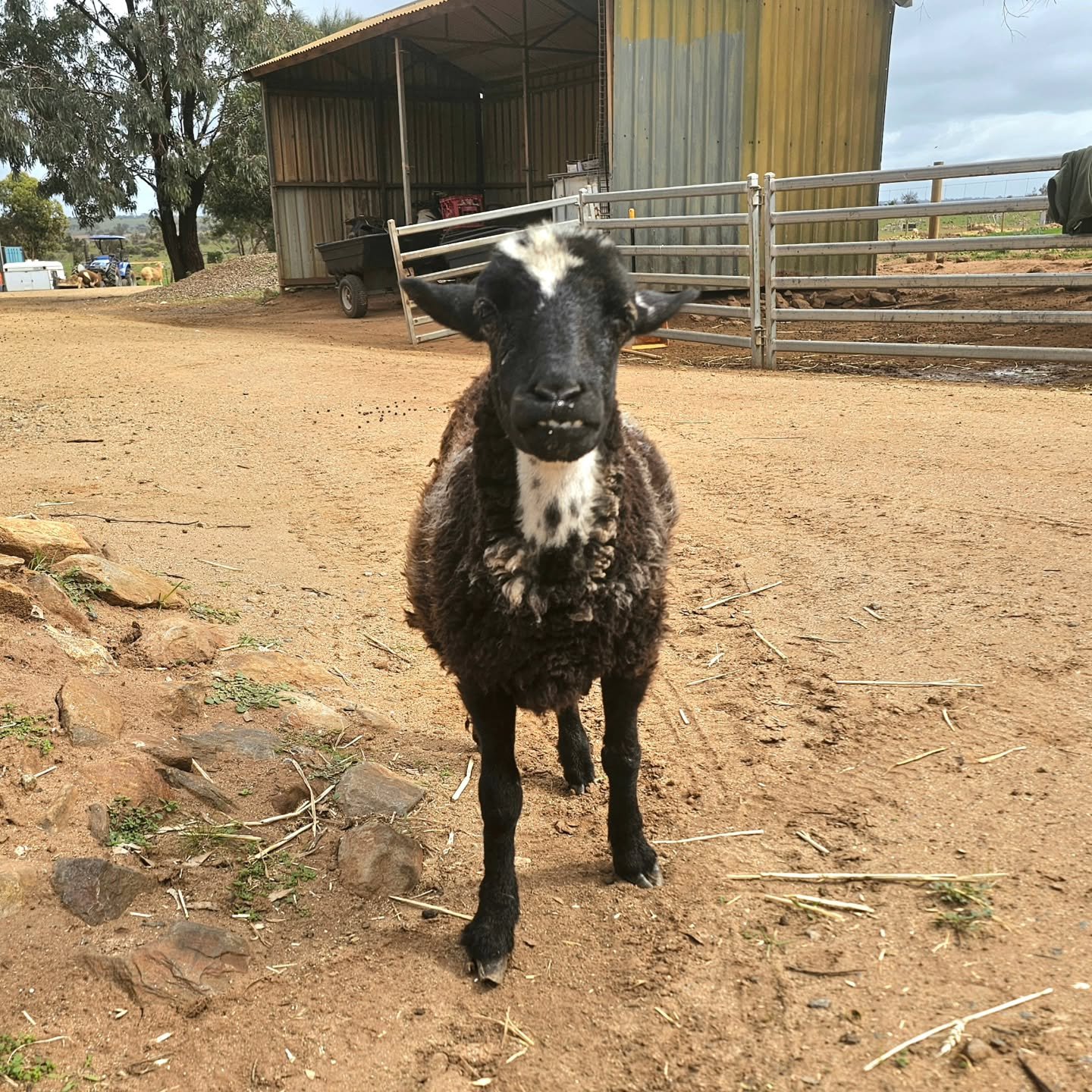 We love her. You all love her!

The exemplary Sweet Pea! So magical she is cuteness overload. As wondrous as the most amazing of sheep.....and sheep are amazing. With a bond that defies the species, Sweet Pea falls in love with fellow sheep and human