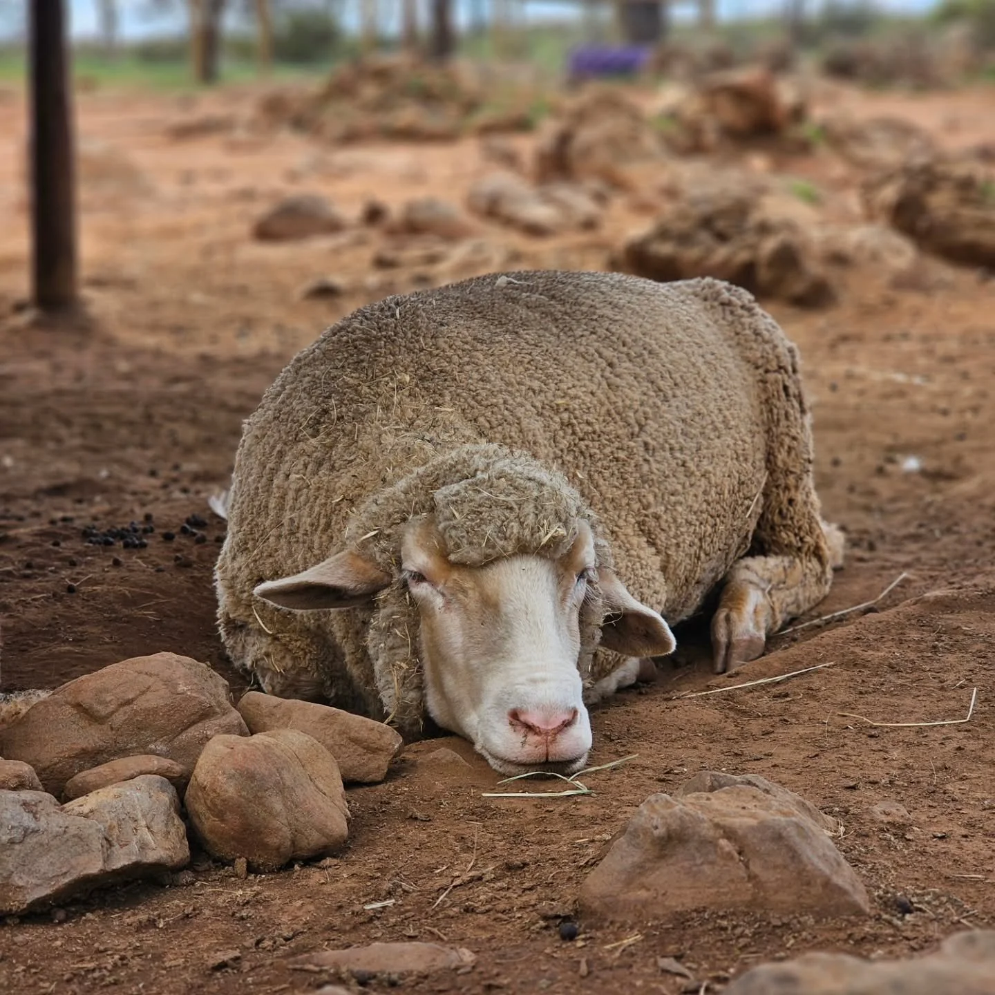 Yep. We felt it as well today, Sammy!

Just the old midweek fatigue, the hump day haggard! Luckily, we have you and all the bubbas to perk us up and keep everyone moving! Aha! We jest! No reason needed to soldier through the energy slumps!

The benef